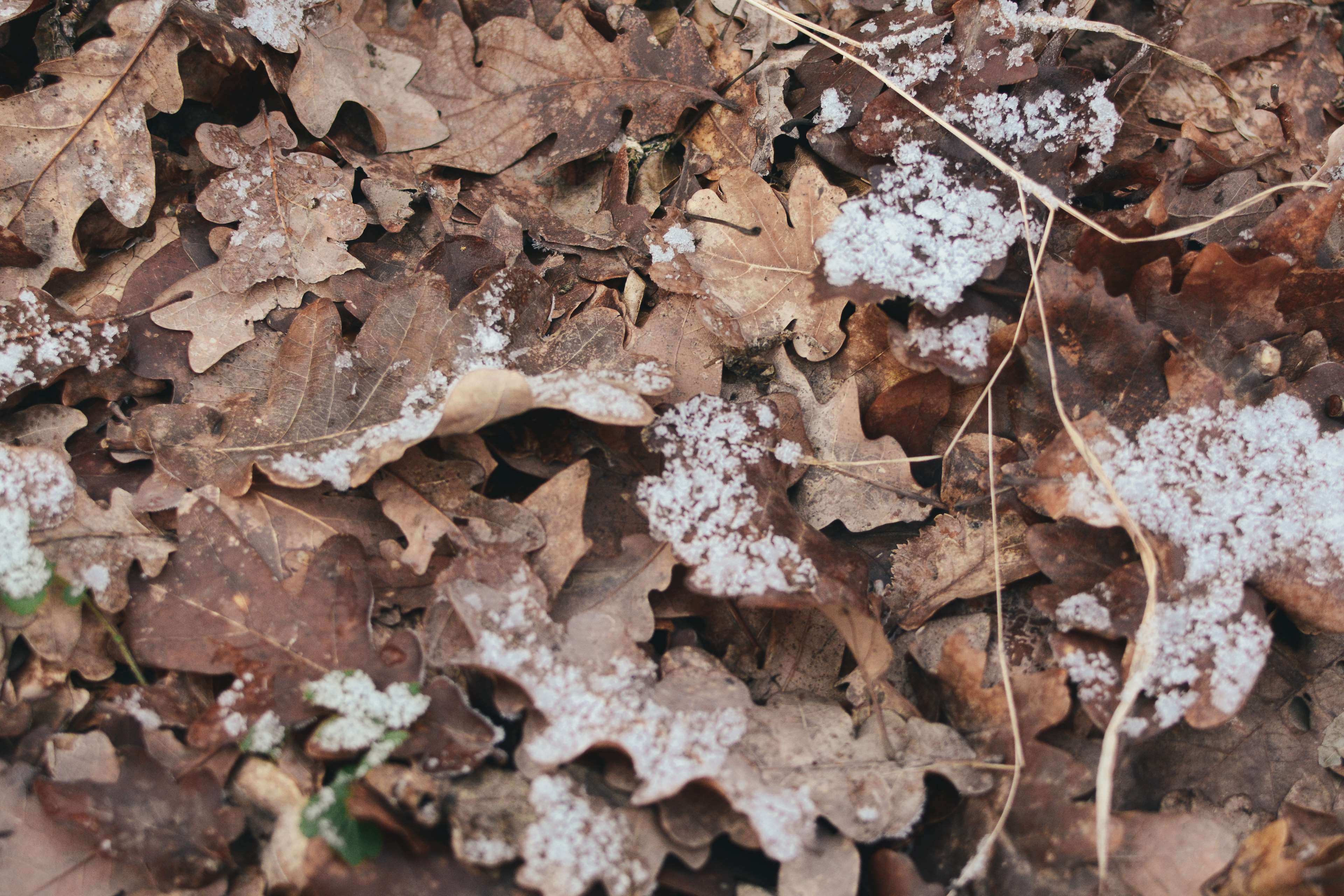backgrounds, fall, download, tree, beauty in nature, dry, 4K, autumn, woods, plant part, full frame, leaf, fragility, winter, path, no people, pattern, HD Wallpaper