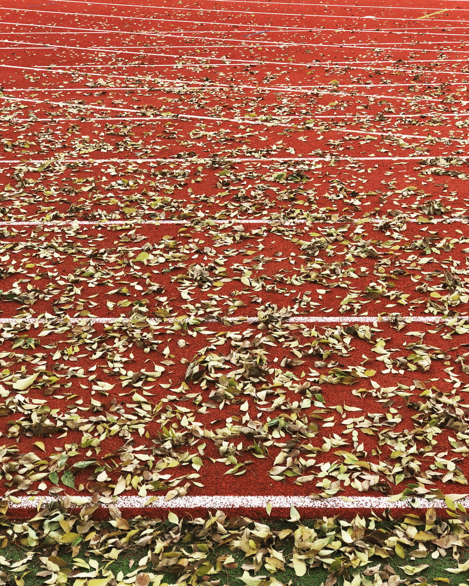 sport, red, backgrounds, trackandfield, starting line, plant, day, line, change, run, pattern, leaf, flower, white lines, large group of objects, nature, Phone HD Wallpaper
