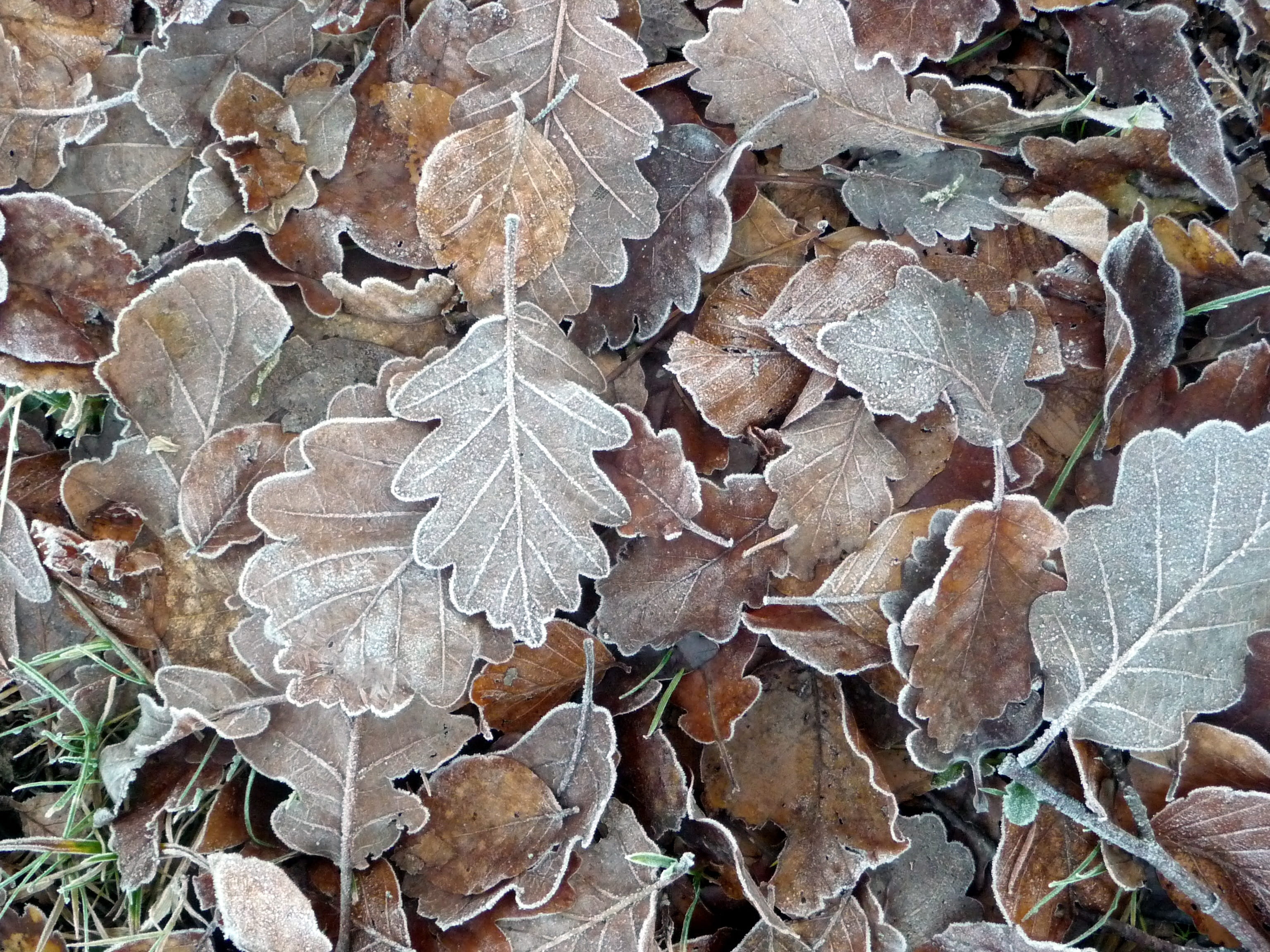 fragility, autumn, autumn leaves, outdoors, tree, day, Plant, no people, land, Leaves, dry, brown, still lifes, frost, Forest, close-up, beauty in nature, HD Wallpaper