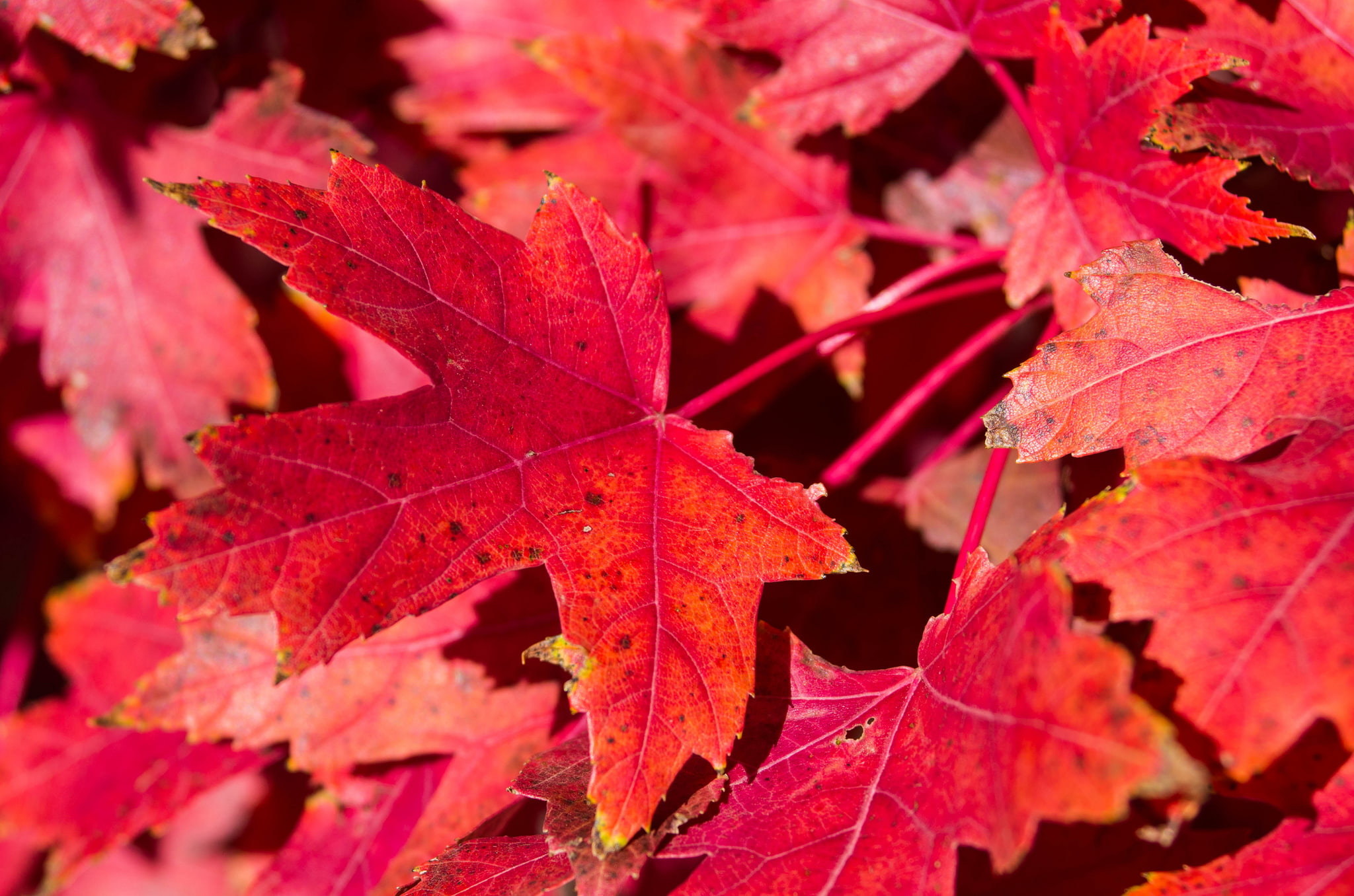 leaves, autumn, maple, carpet, 1080P, nature, the crimson, HD Wallpaper