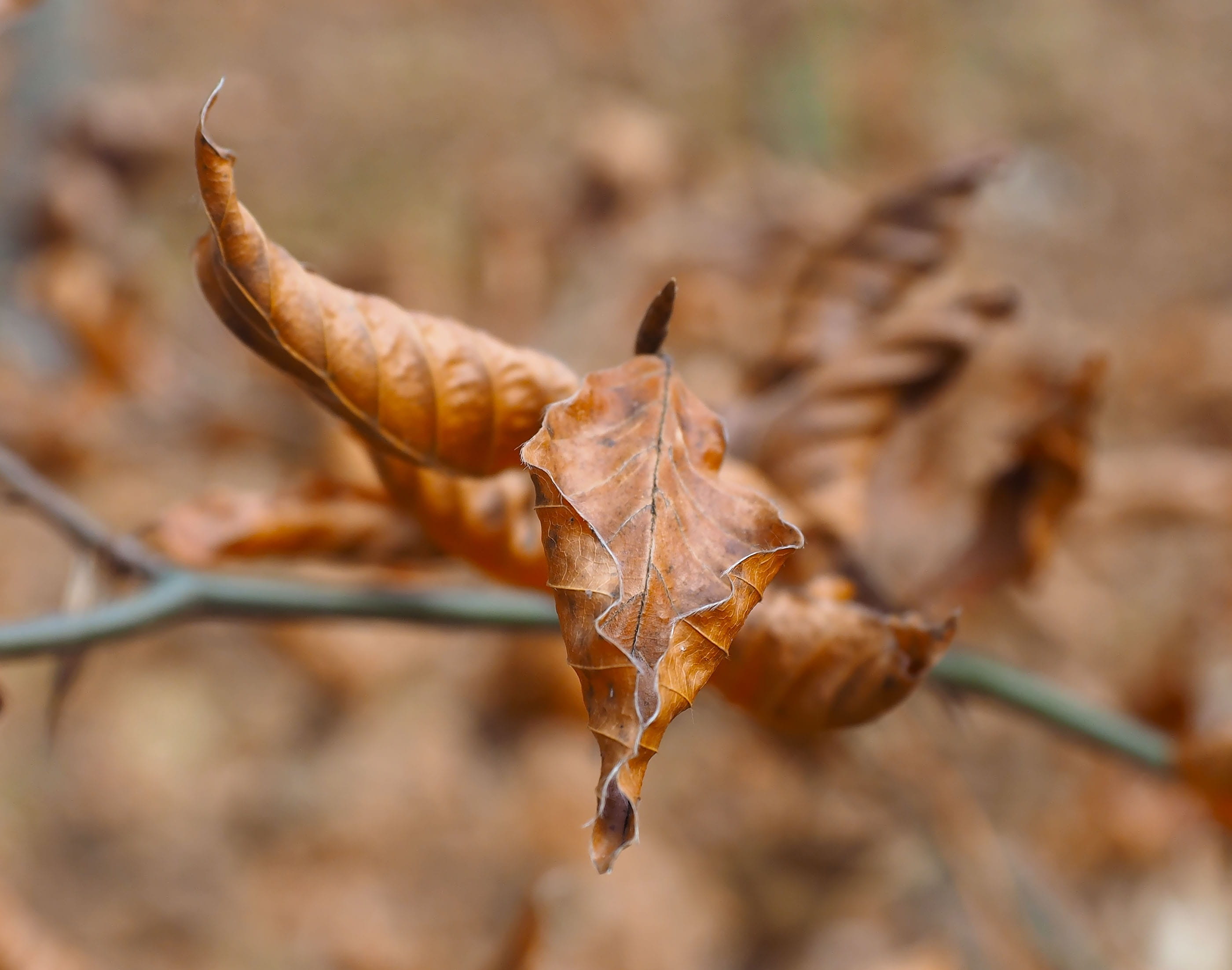 day, color, change, beauty in nature, focus on foreground, nature, leaf, brown, tree leaf, dead leaf, plant, natural condition, fragility, Foliage, carpet of leaves, HD Wallpaper