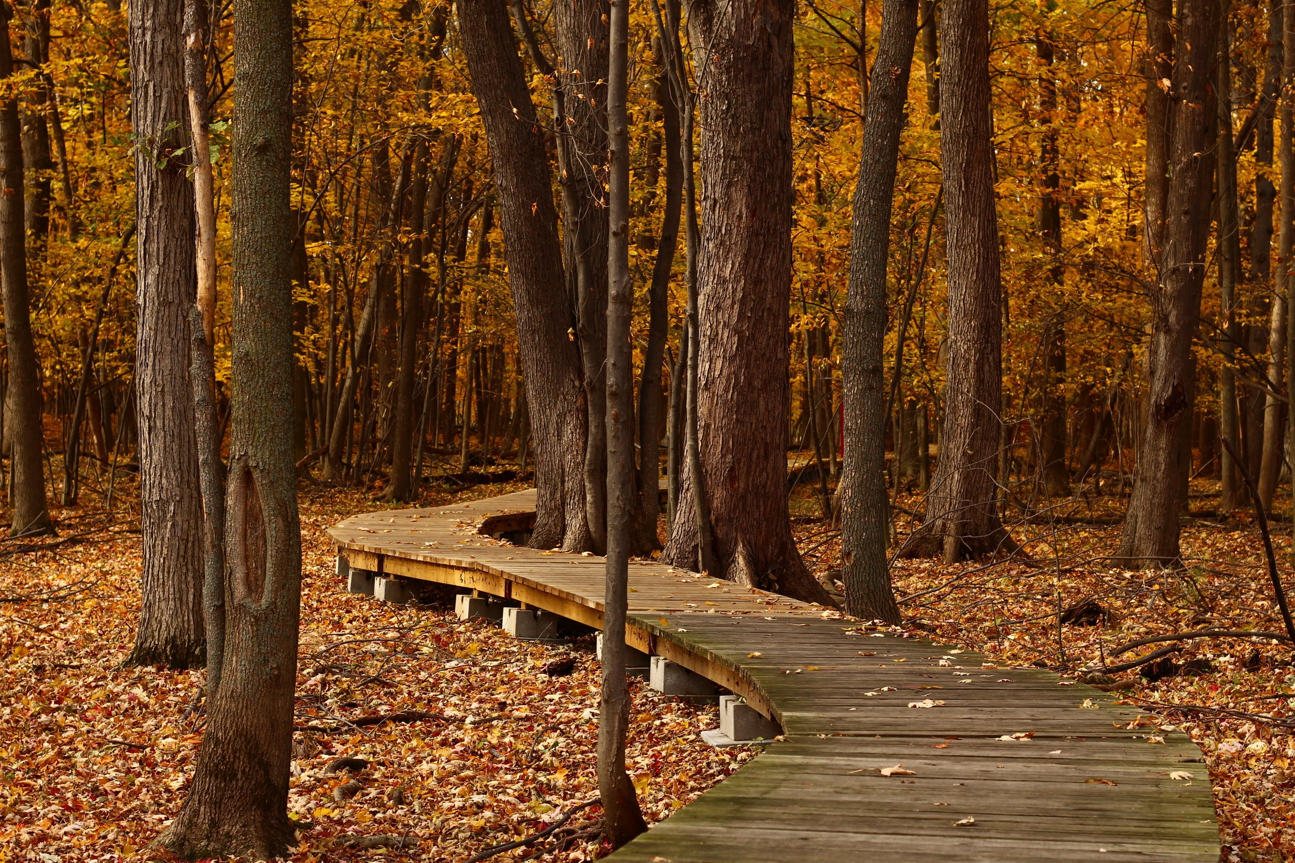 tranquil scene, québec, land, outdoors, autumn, wooden, serenity, 2K, maple leaves, autumn collection, tranquility, hiking, leaves, wood - material, pine tree, HD Wallpaper