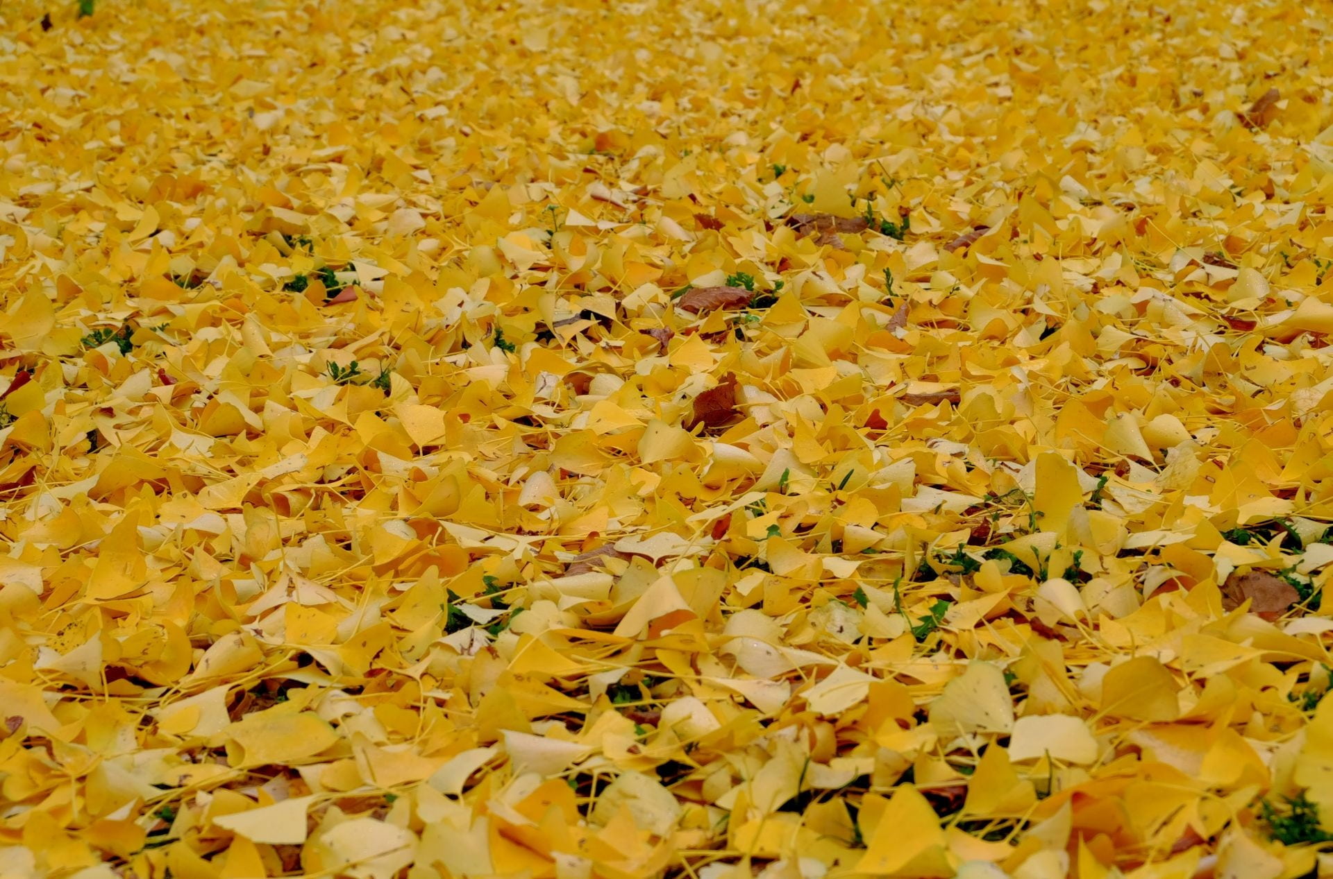 fall foliage, high angle view, nature, fragility, 1080P, falling, orange Color, day, flower, large group of objects, beauty in nature, abundance, petal, HD Wallpaper