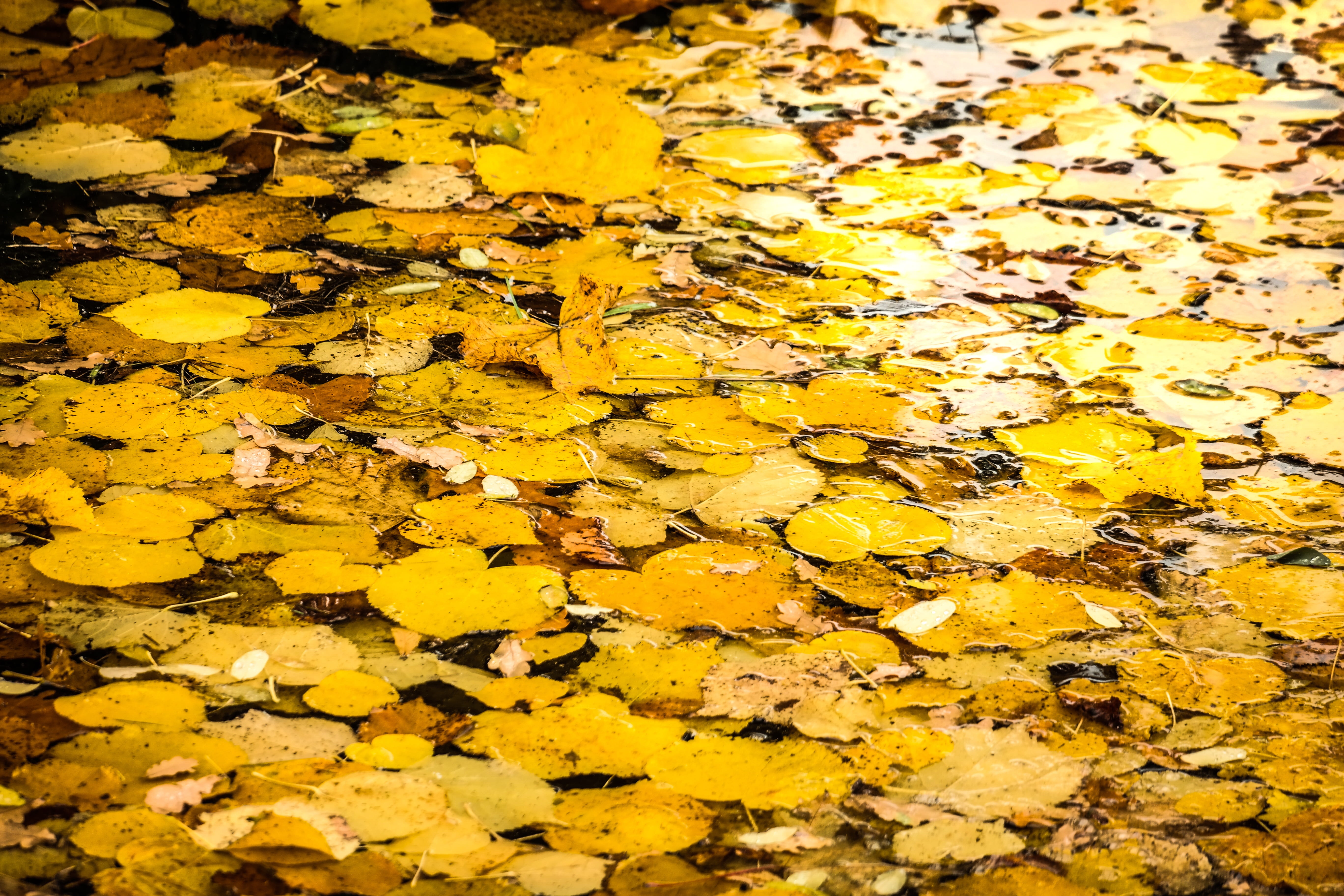 autumn, large group of objects, plant part, day, abundance, backgrounds, floating on water, moat, 5K, falling, leaf, high angle view, beauty in nature, HD Wallpaper