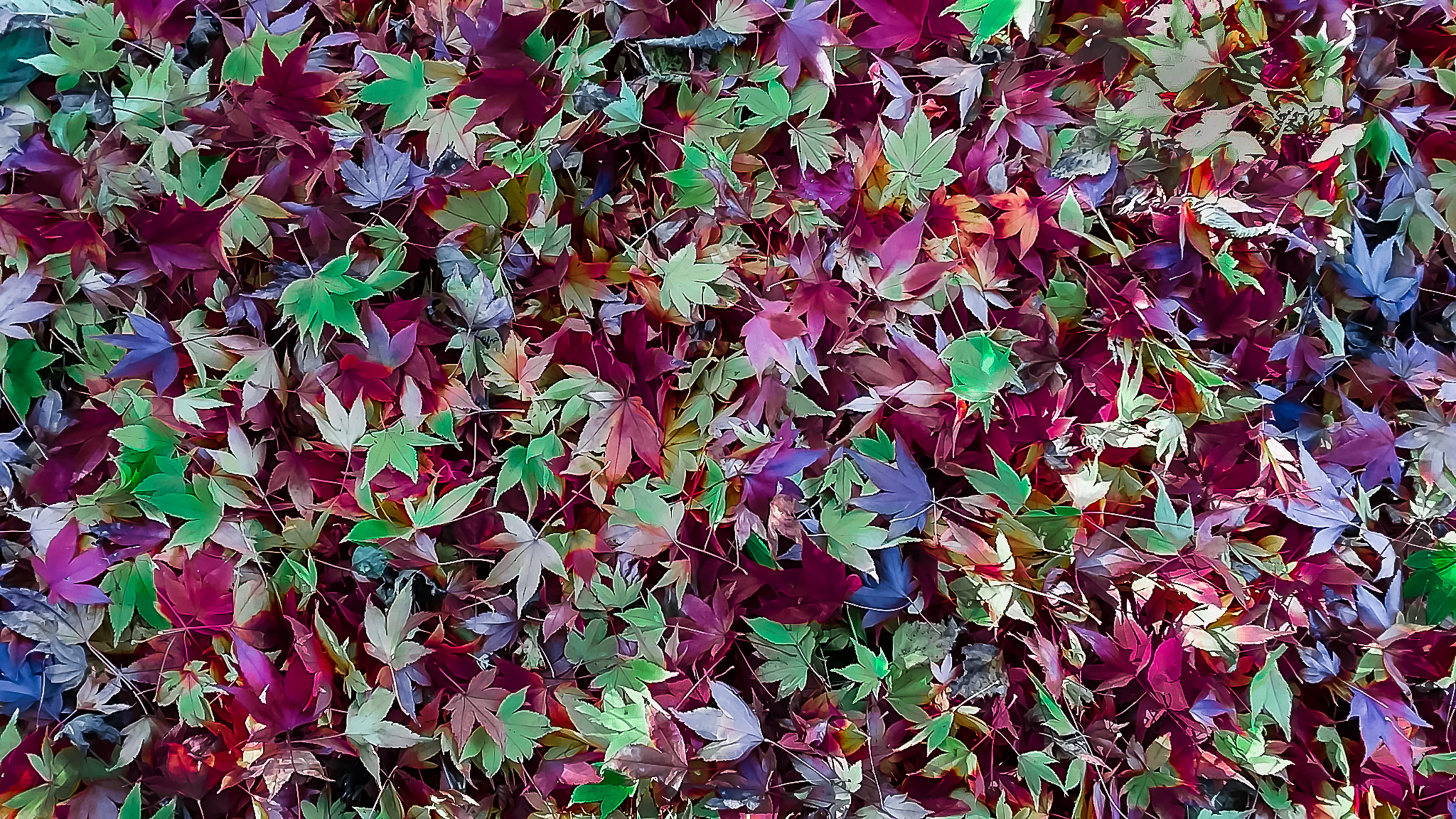no people, change, pink color, leaf, autumn, vulnerability, leaves, flowering plant, outdoors, texture, red, growth, backgrounds, flower, greens, HD Wallpaper