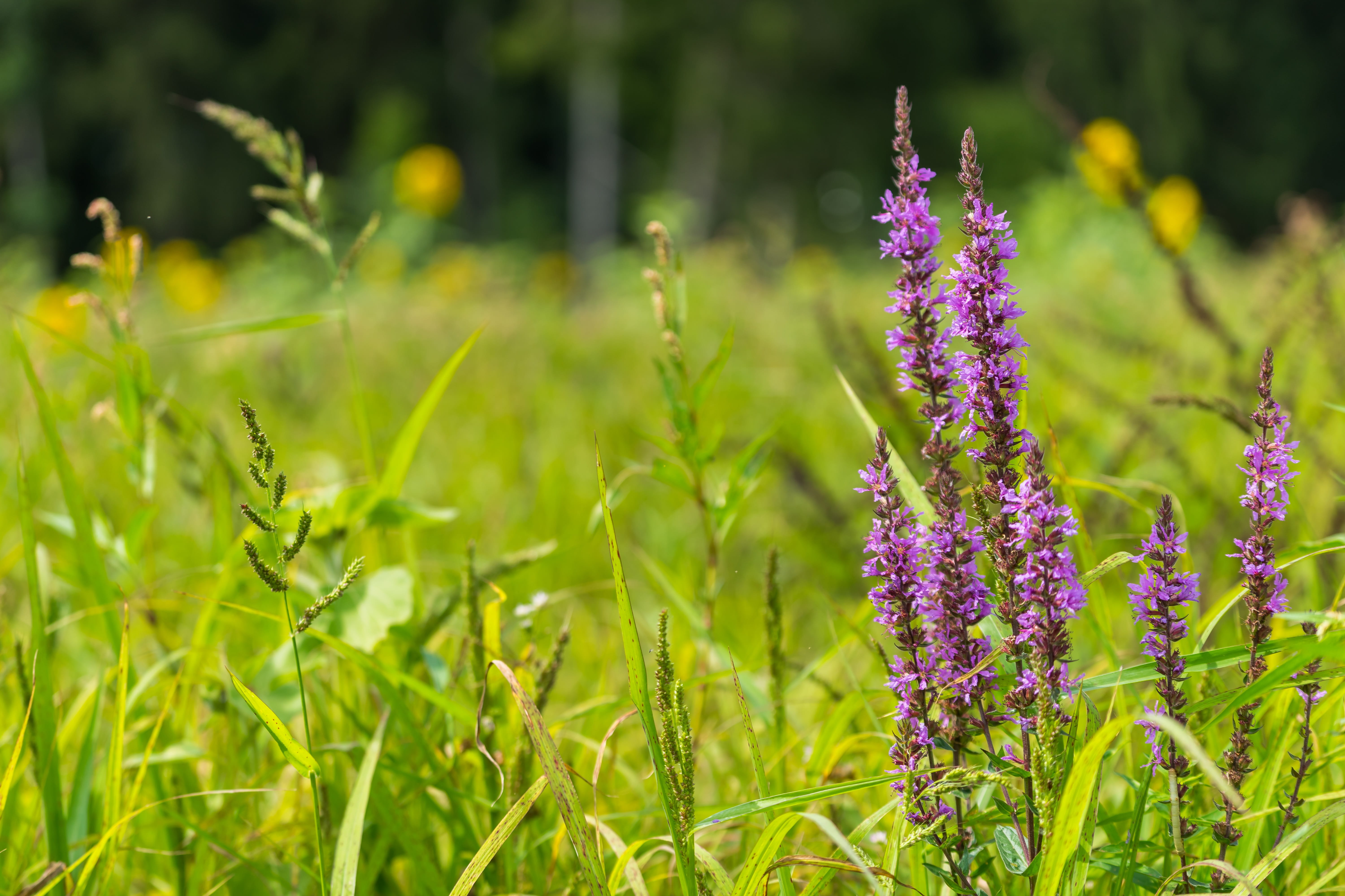 fragility, seasons, land, focus on foreground, 5K, bloom, garden, bright, summer flower, vulnerability, summer, green color, plant, freshness, lavender, HD Wallpaper