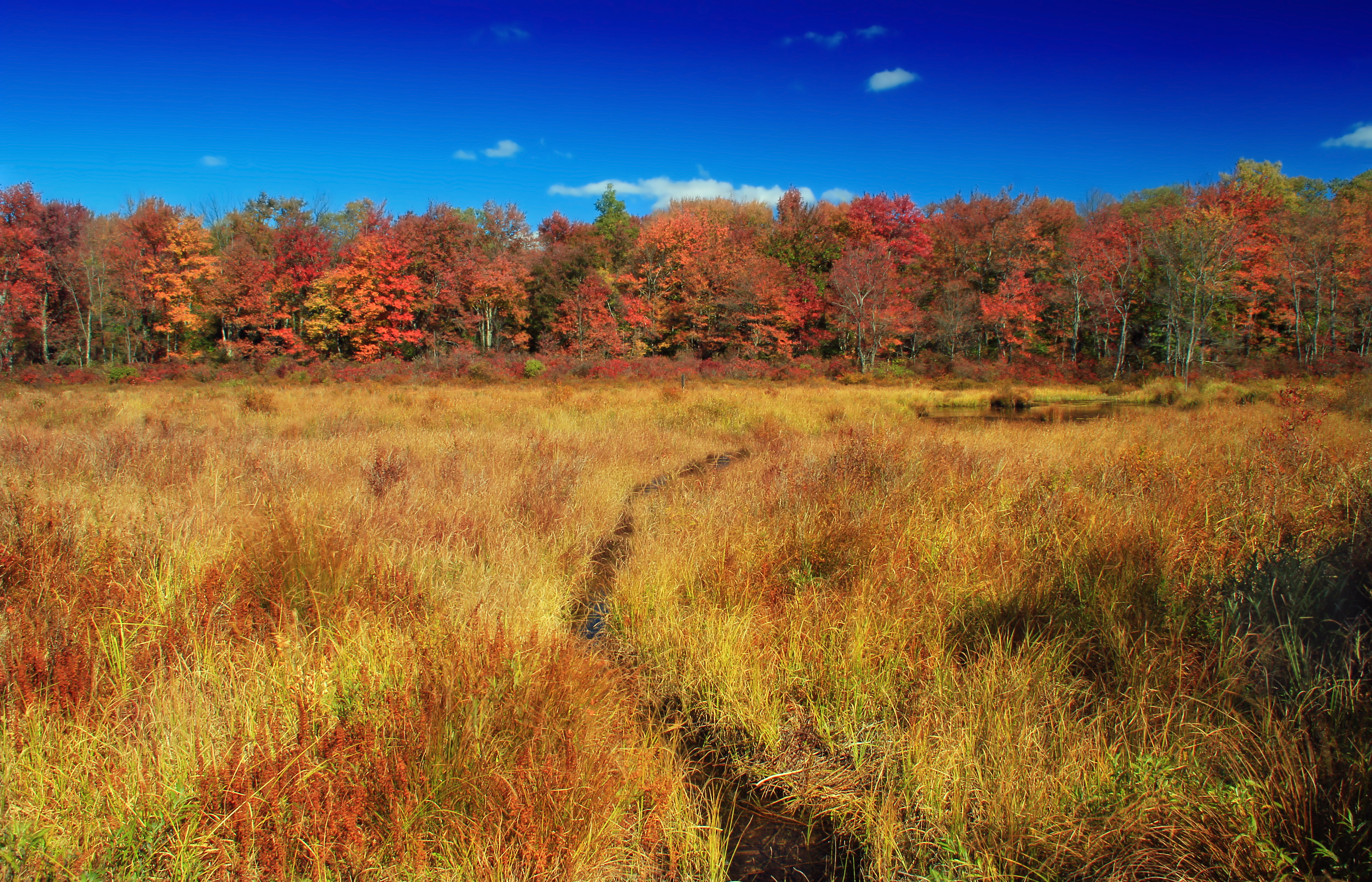wetland, orange Color, creek, tree, Natural Area, sky, trees, Monroe County, Poconos, autumn, scenics, Swamp, leaf, cumulus, Pennsylvania, brown, nature, HD Wallpaper