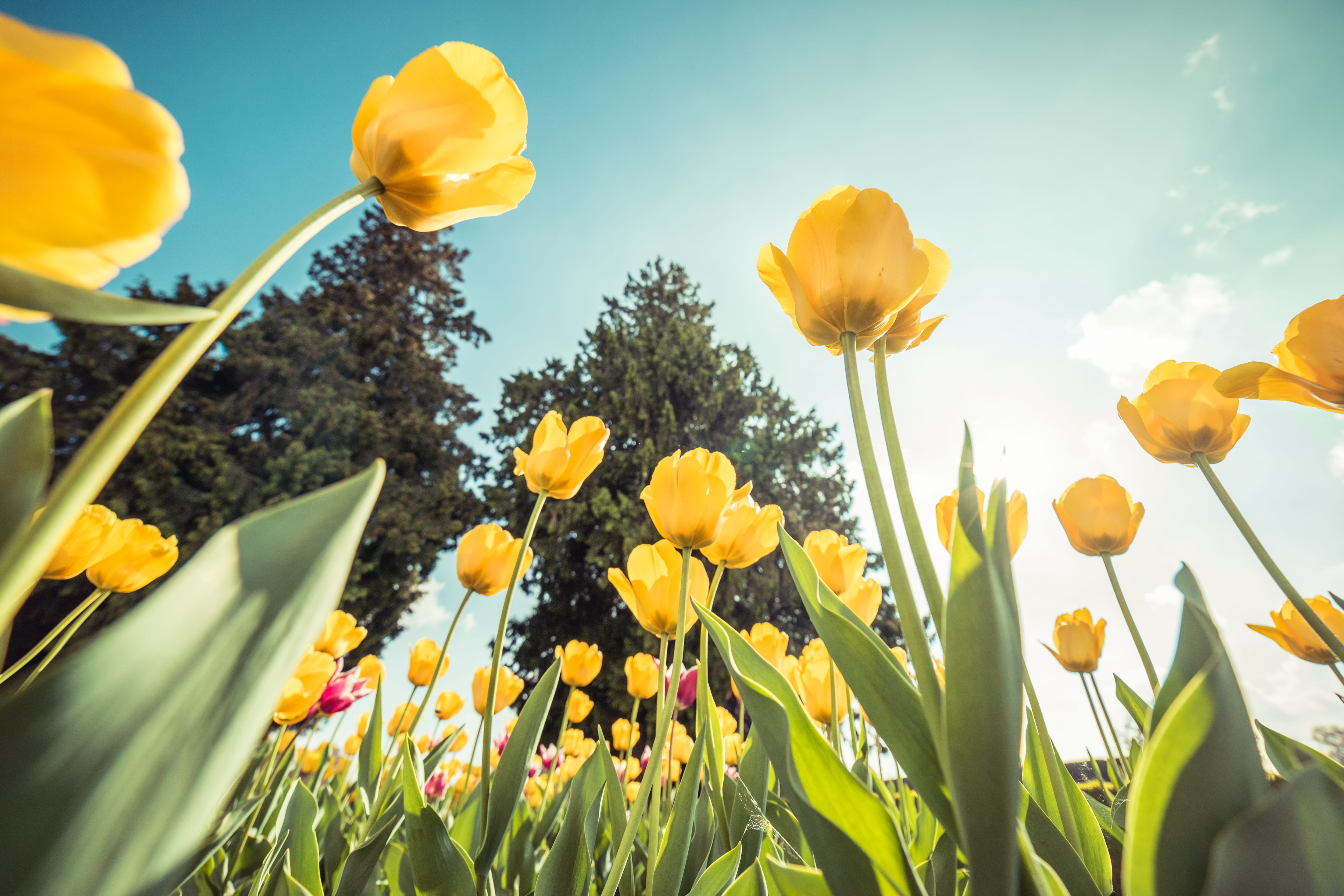 multi colored, sky, no people, sunbeams, gardening, freshness, gardens, flower arrangement, beauty in nature, ornamental garden, inflorescence, plant, tulip, HD Wallpaper
