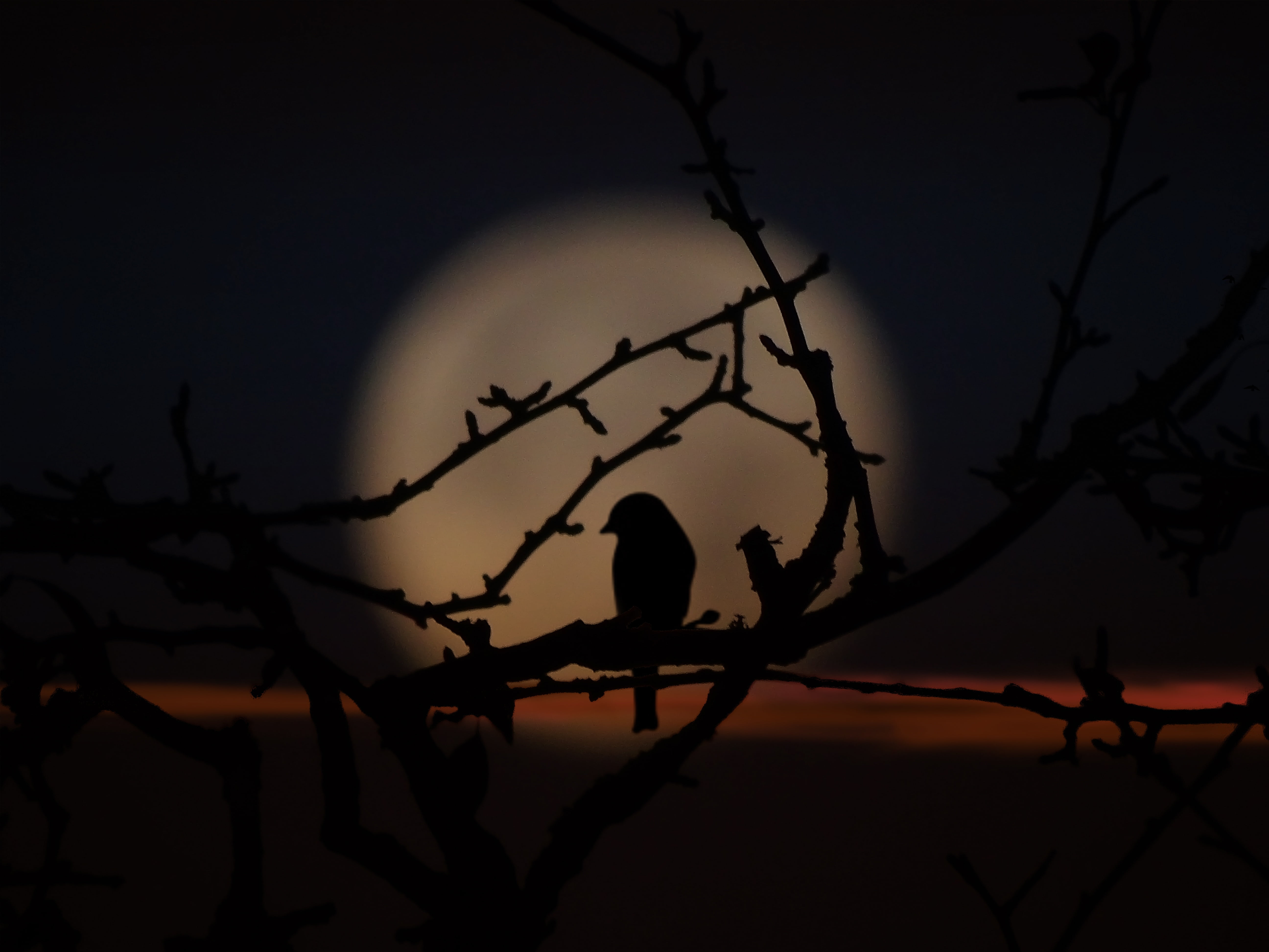 vertebrate, bare tree, moon shadow, nature, sky, bird, animal, outdoors, night, perching, animals in the wild, 5K, branch, no people, evening, one animal, HD Wallpaper