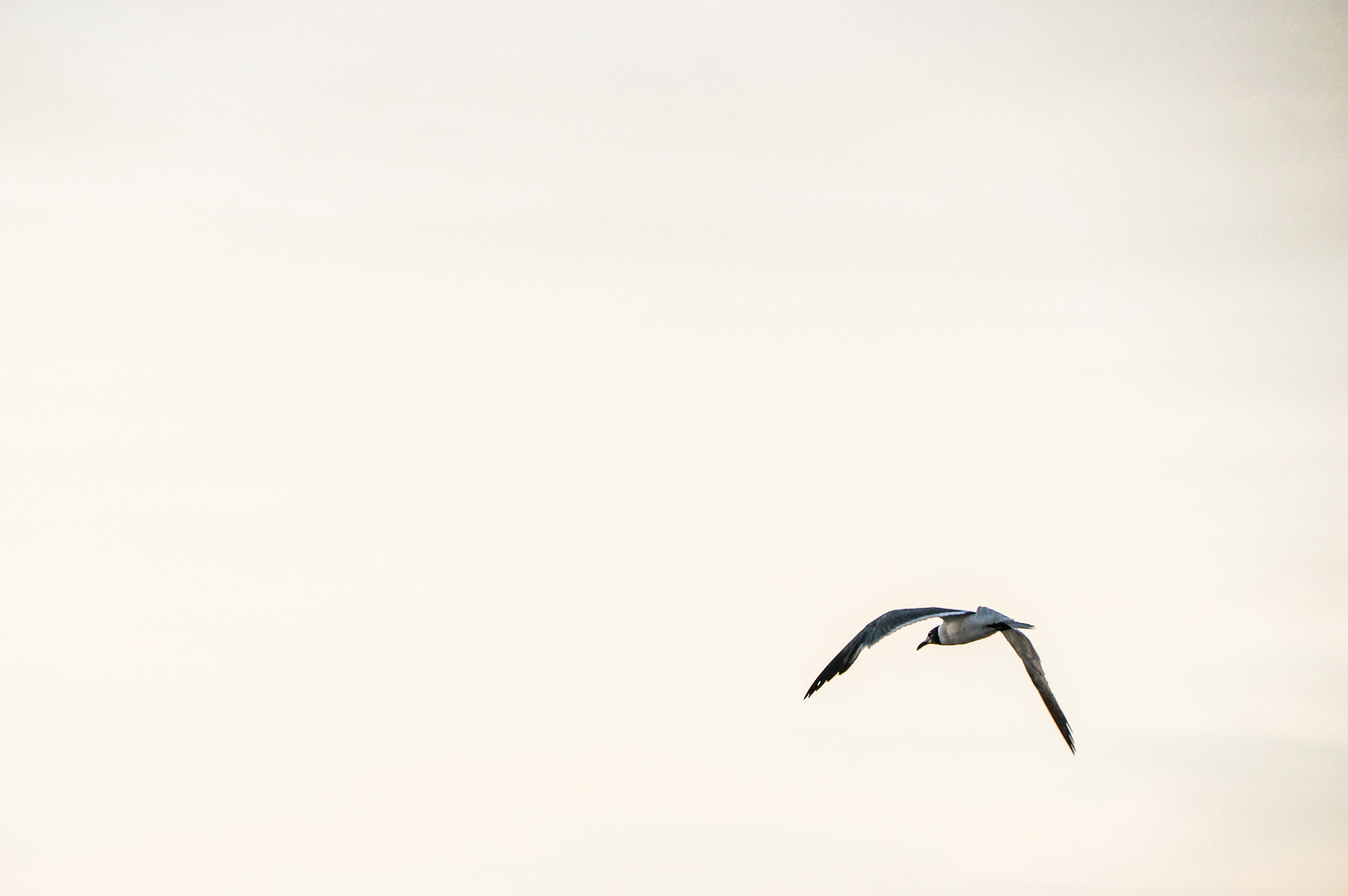 natural, clear, one animal, bird, outdoors, nature, animals in the wild, beauty in nature, spread wings, mid-air, flying, sky, no people, Photo, motion, HD Wallpaper