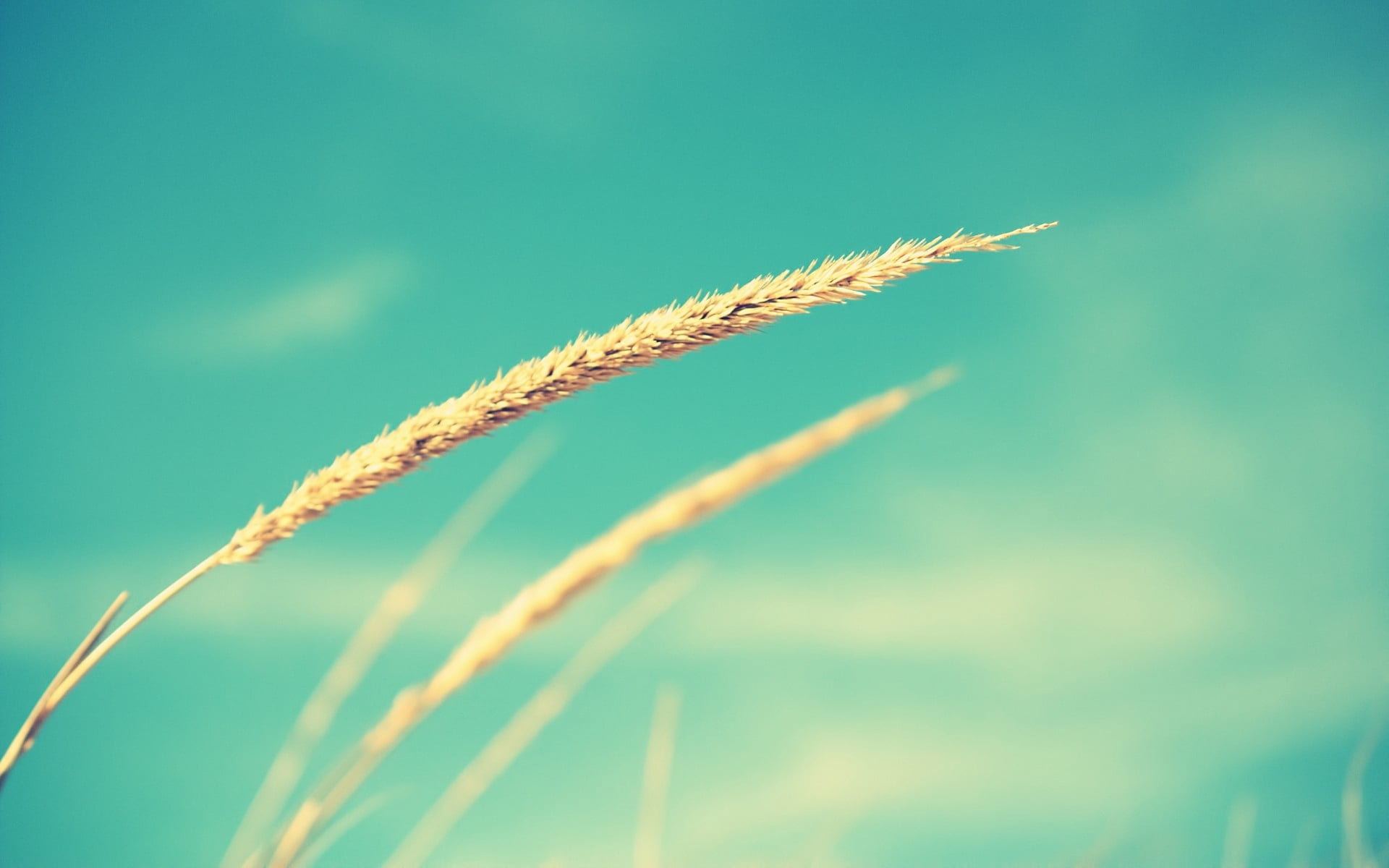 rural Scene, non-Urban Scene, no People, close-up, against the sky, land, tranquility, ripe, season, landscaped, nature, macro, focus on foreground, harvesting, HD Wallpaper