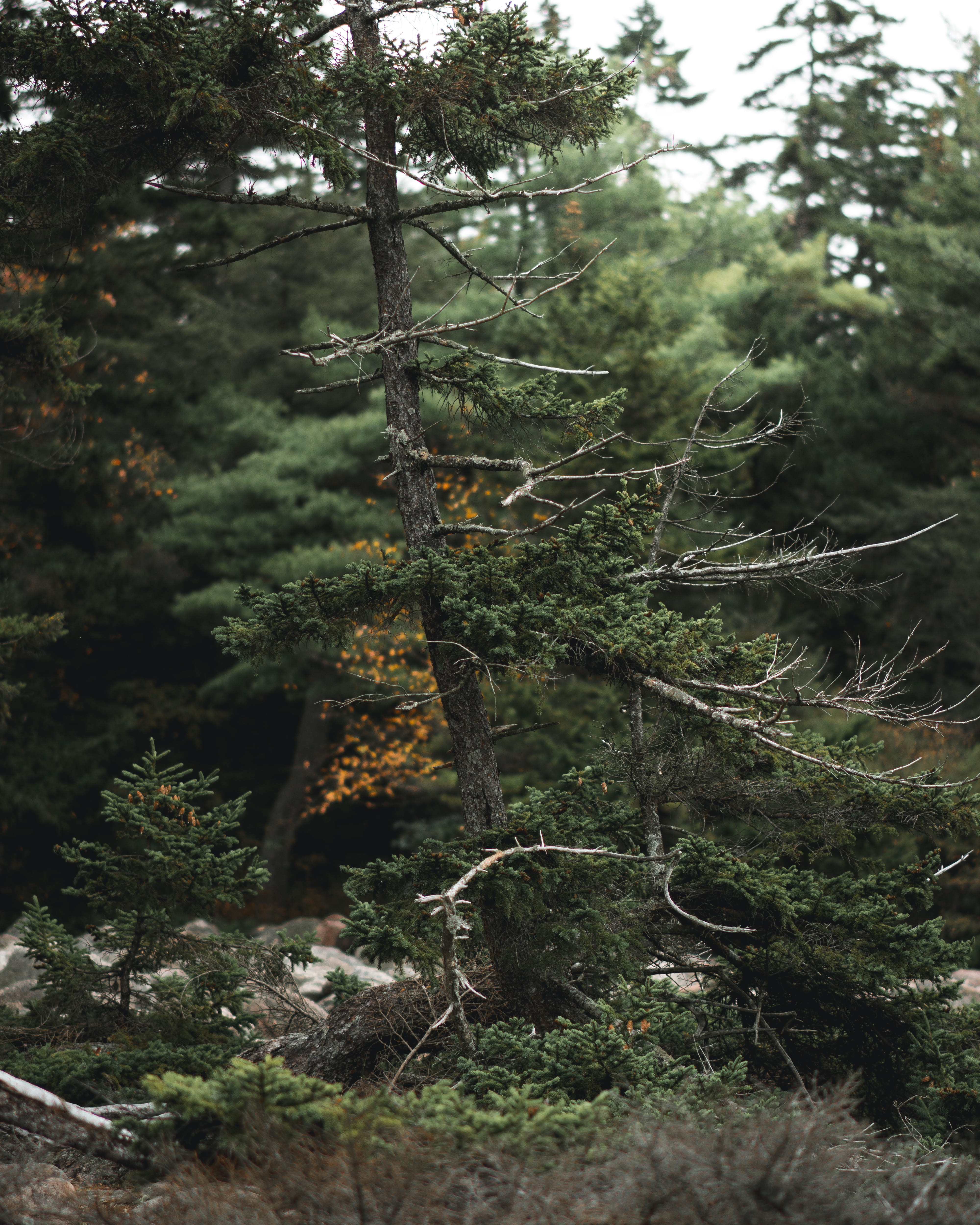 green color, land, nature, tranquil scene, plant, branch, growth, forest, rainforest, coniferous tree, pocono mountains, beauty in nature, tranquility, Phone HD Wallpaper