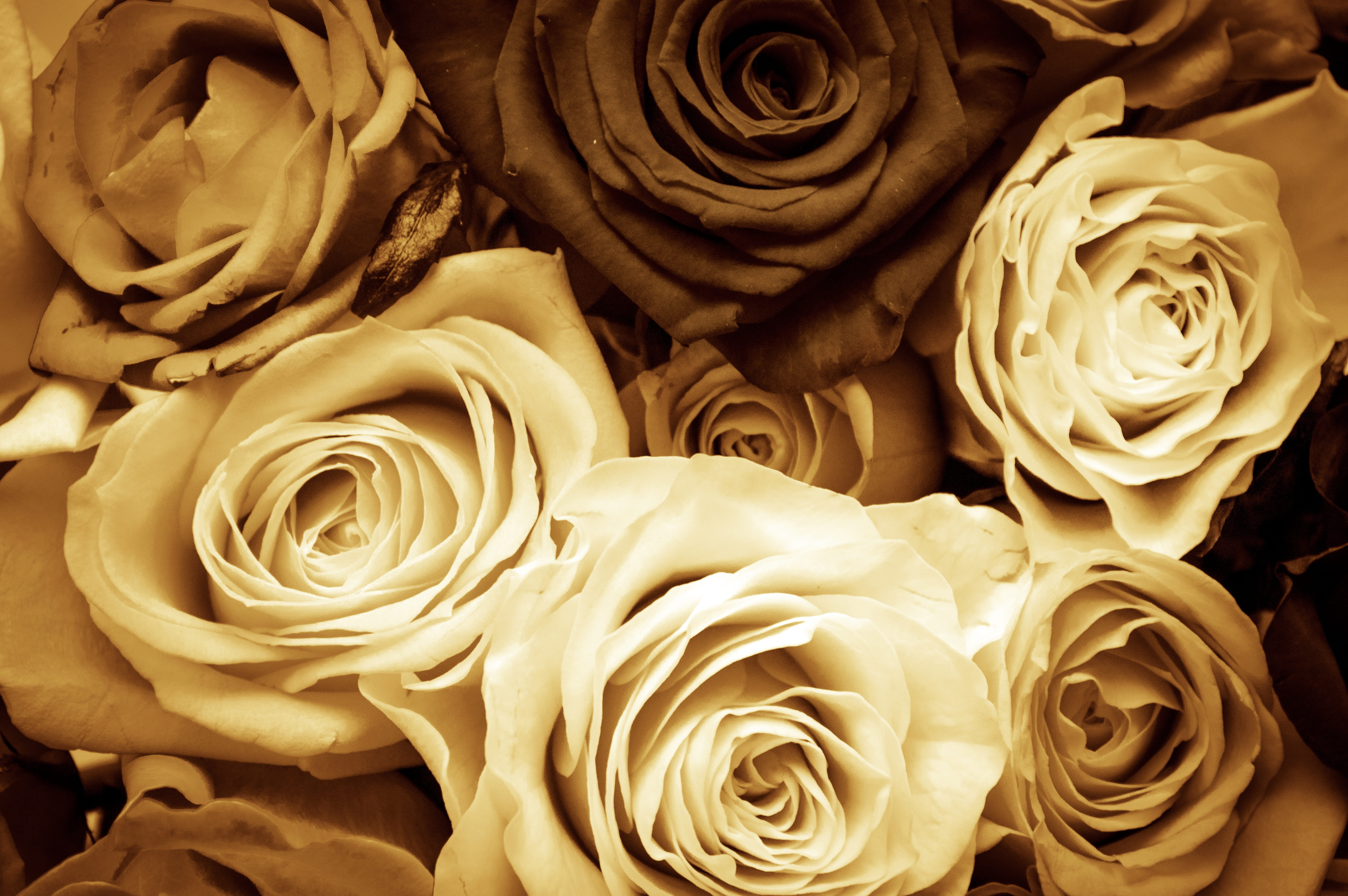 happiness, no people, beauty in nature, flowers, freshness, beauty, full frame, blooming, vulnerability, roses, relationship, valentines day, fragility, HD Wallpaper
