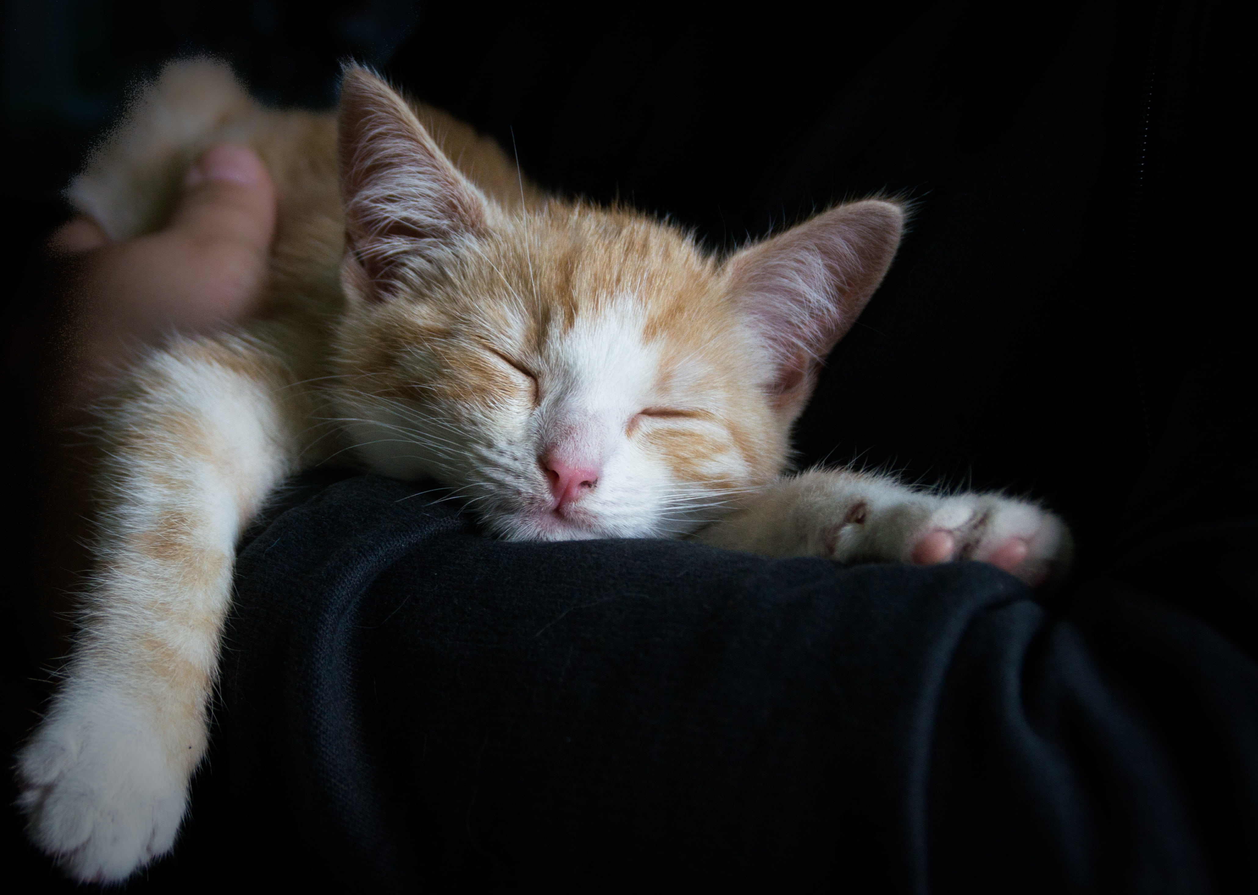 ginger cat, sleeping, tabby, mammal, cute, concerns, relax, relaxation, animal themes, one animal, resting, whisker, vertebrate, black, domestic Animals, HD Wallpaper