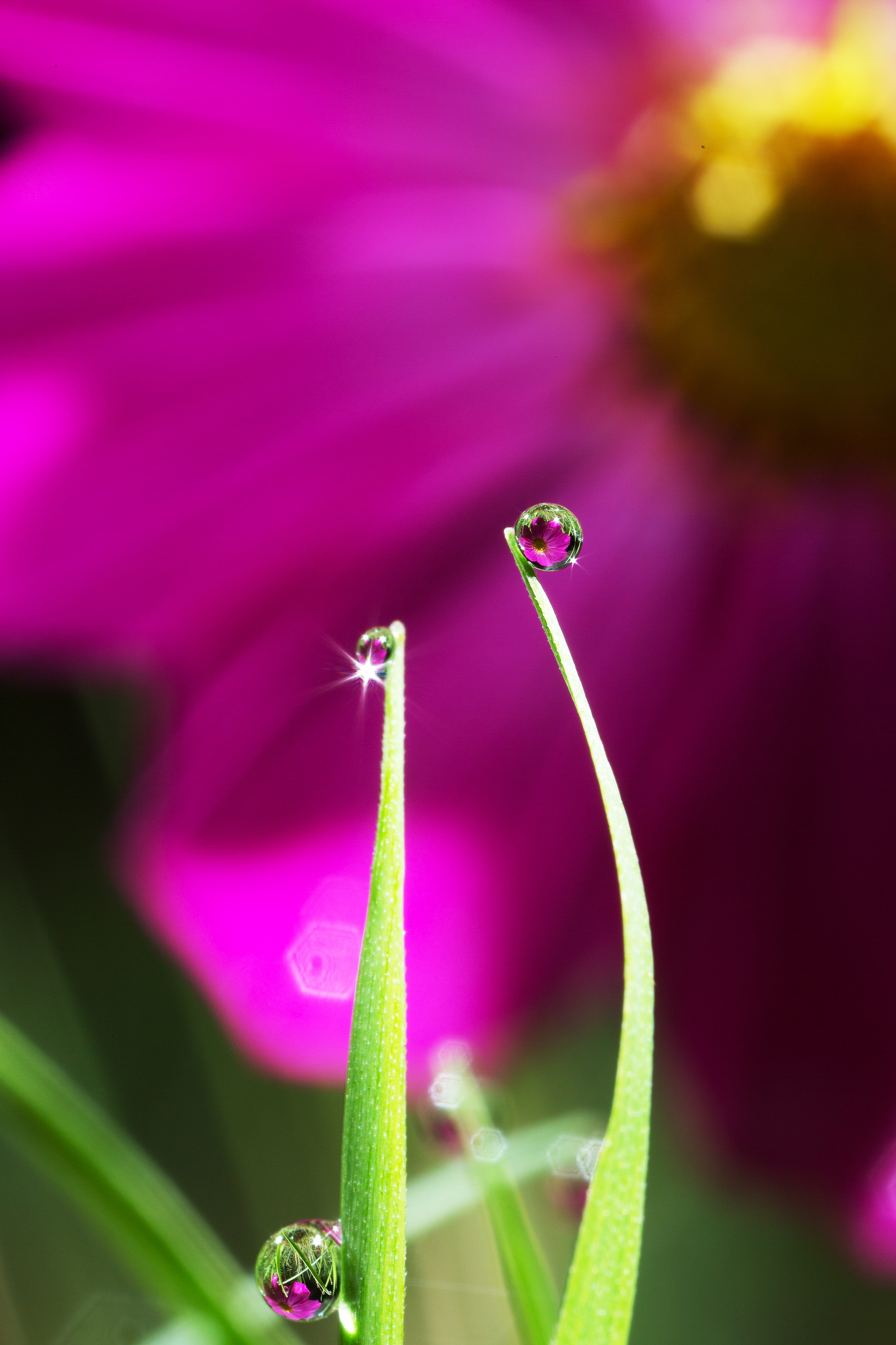 flower, selective focus, inflorescence, vulnerability, trickle, full mouth, autumn, freshness, 5K, purple, pink color, dew, morning dew, nature, reflect, Phone HD Wallpaper