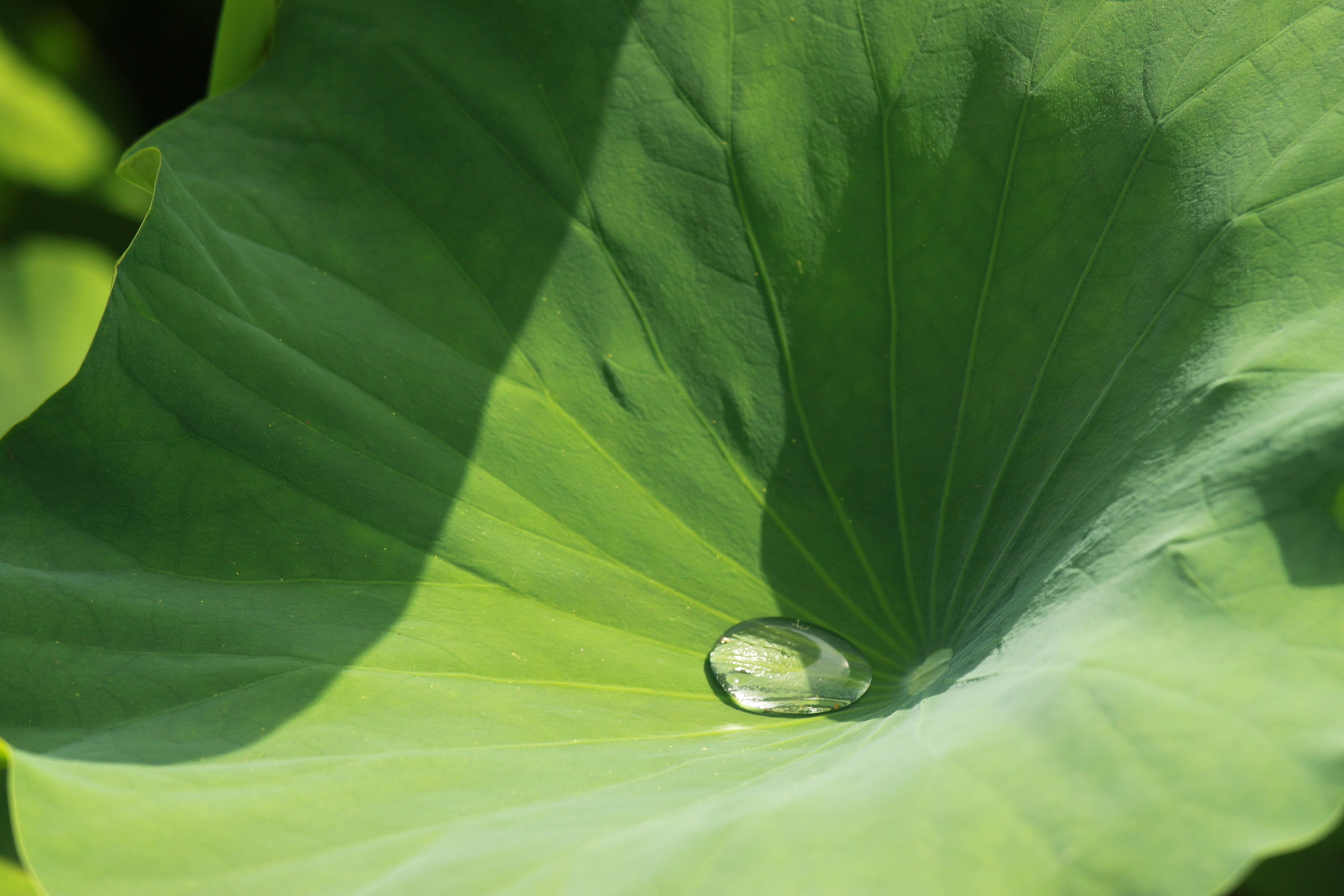 pond plants, water, green color, leaf vein, vulnerability, day, beauty in nature, full frame, close-up, drop, no people, backgrounds, growth, fragility, HD Wallpaper