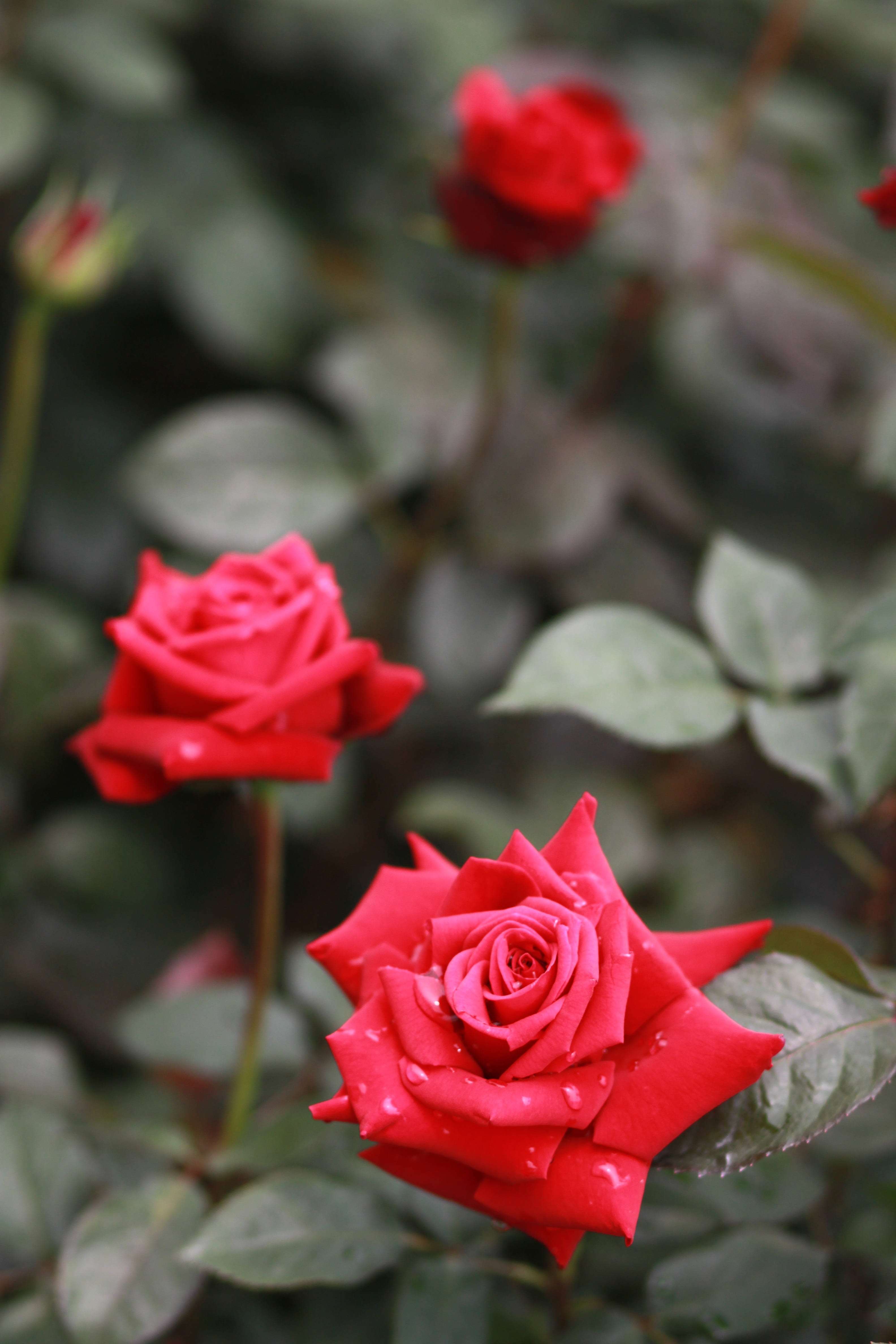 rose, rose vines, leaf, happiness, pleasure, rose - flower, raindrops, flower arrangement, 4K, growth, garden, flower garden, beautiful, vulnerability, Phone HD Wallpaper