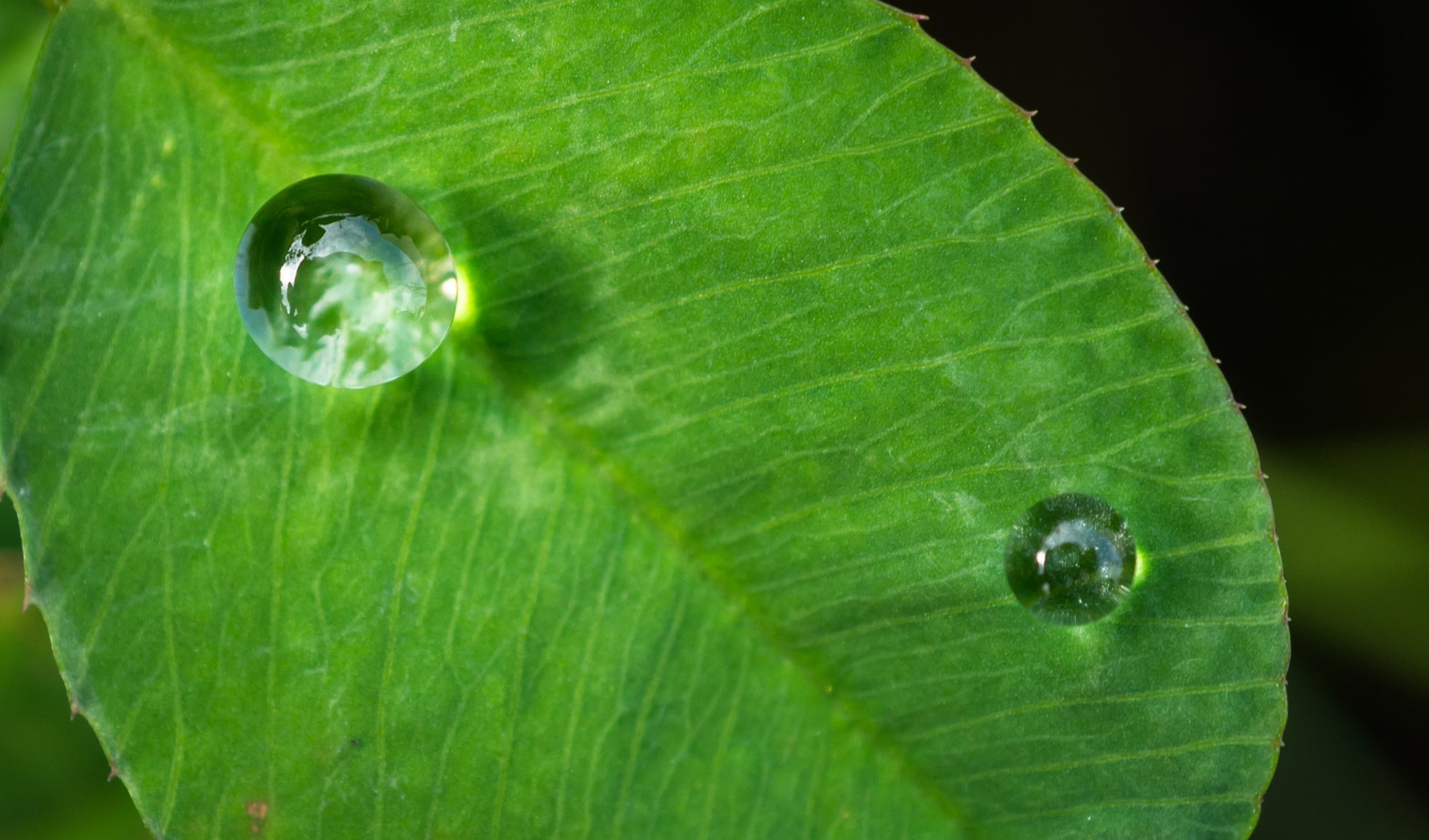 animal themes, leaf, abstract, insect, growth, animals in the wild, photo, no people, trickle, invertebrate, plant, herb, purity, drop, close-up, animal, HD Wallpaper