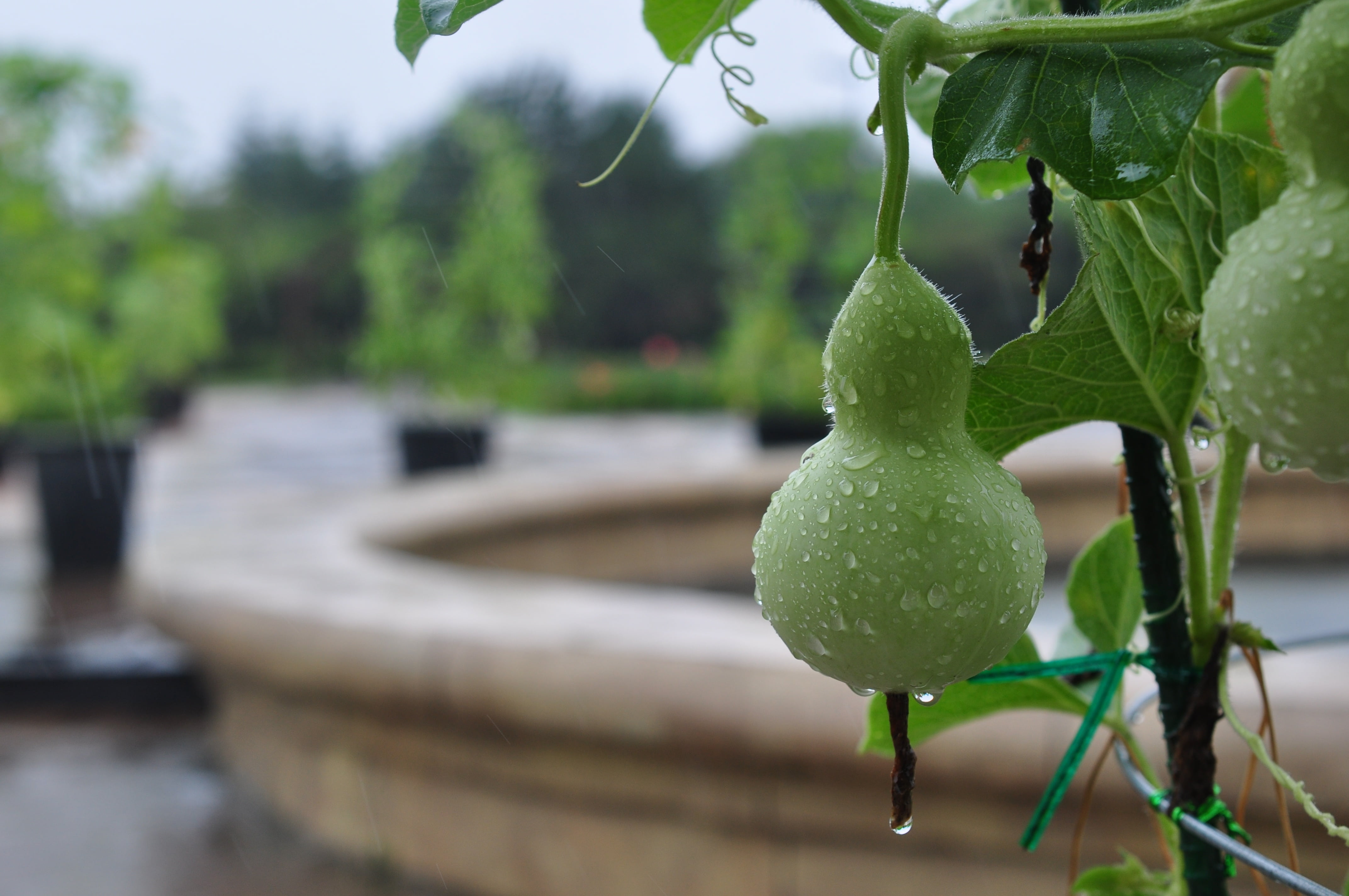 rain, plant part, close-up, no people, beauty in nature, drop, green color, wet, nature, growth, green, food and drink, water, tree, gourd, houseplant, HD Wallpaper