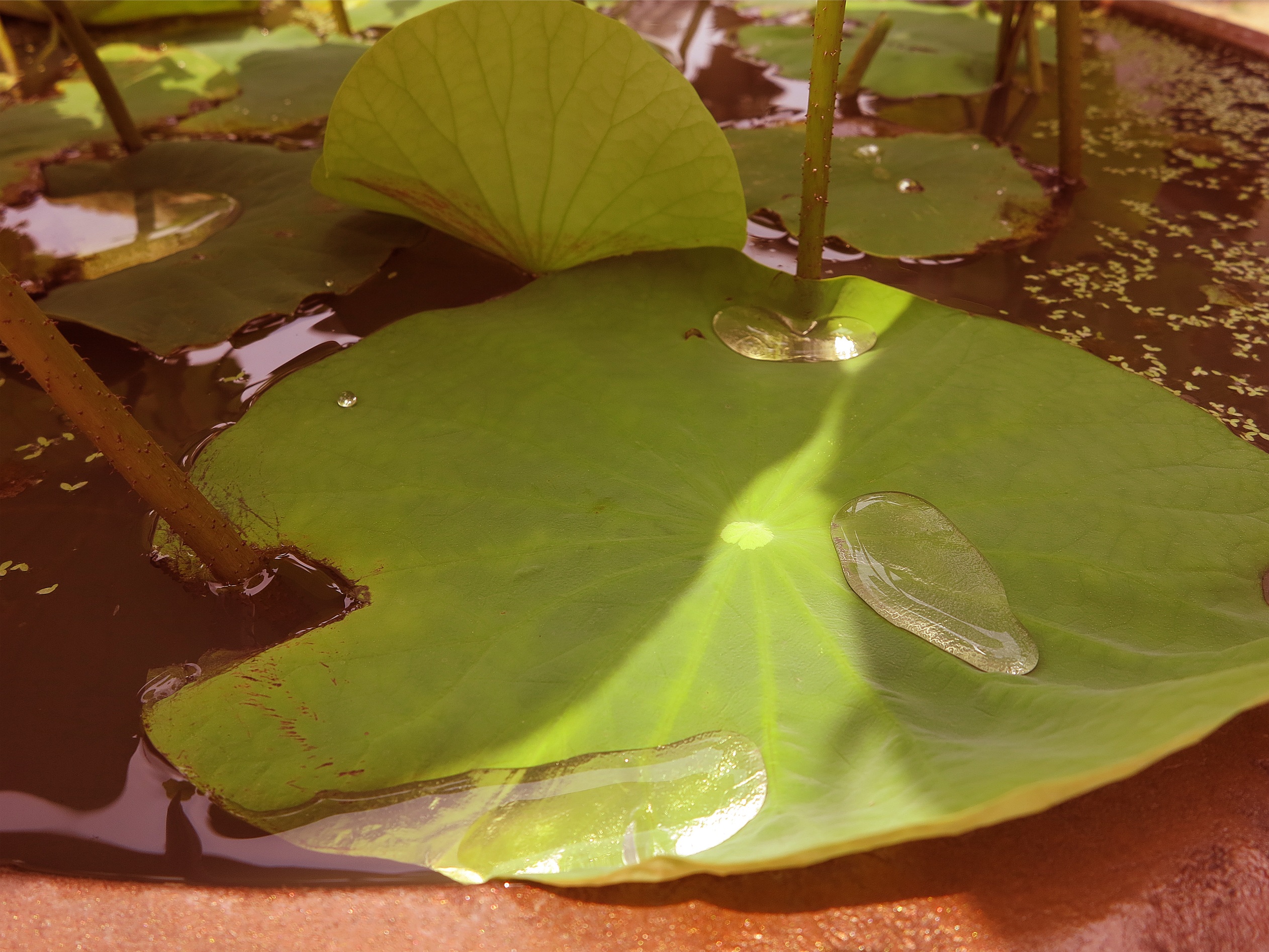 water lily, growth, leaves, plant, close-up, green color, leaf, beauty in nature, pond, plants, lotus water lily, no people, outdoors, plant part, day, HD Wallpaper