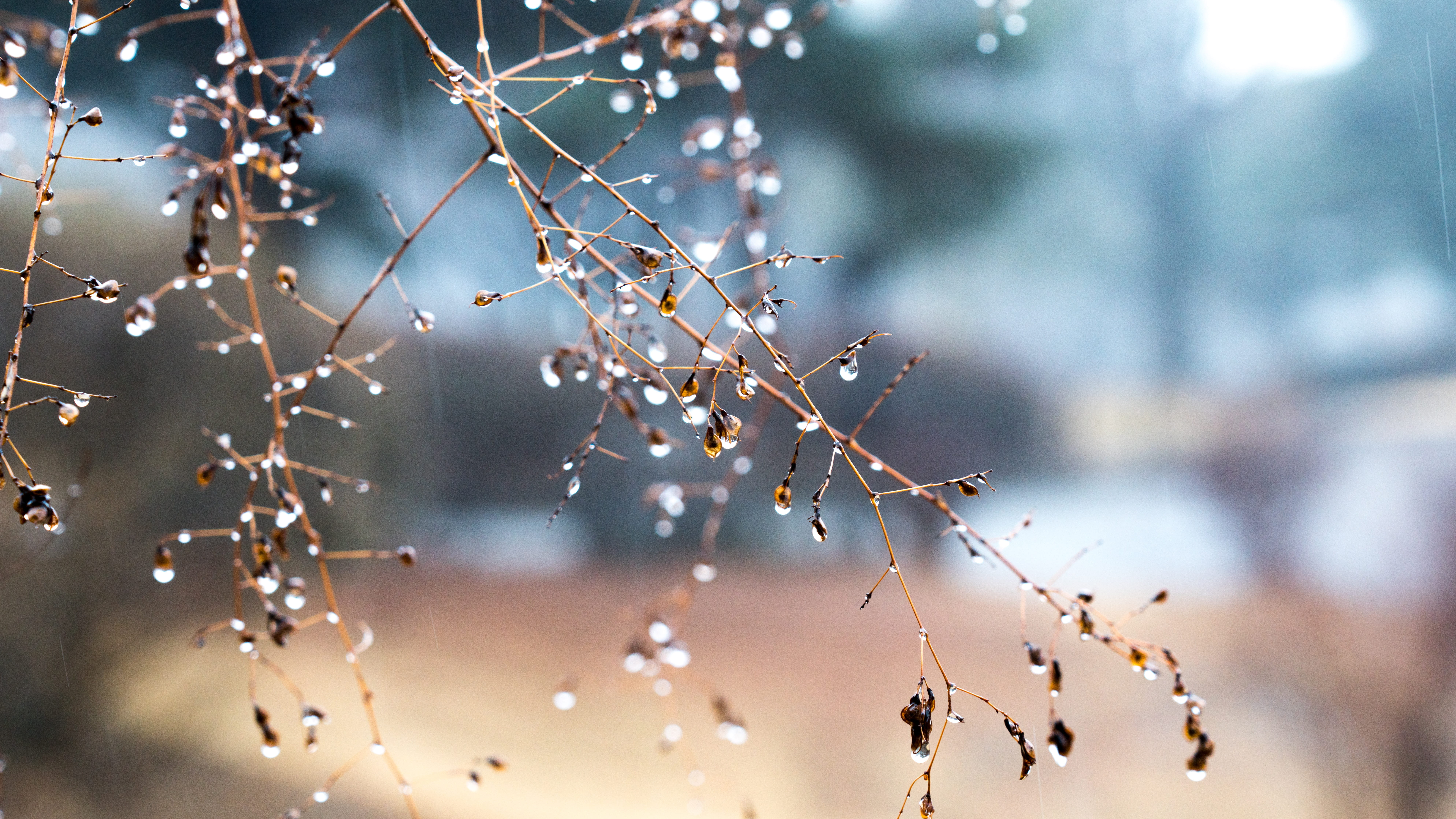 beauty in nature, non, close-up, nature, plant, fragility, tabitha, selective focus, water, rain, drop, wet, 8K, focus on foreground, twig, tranquility, HD Wallpaper