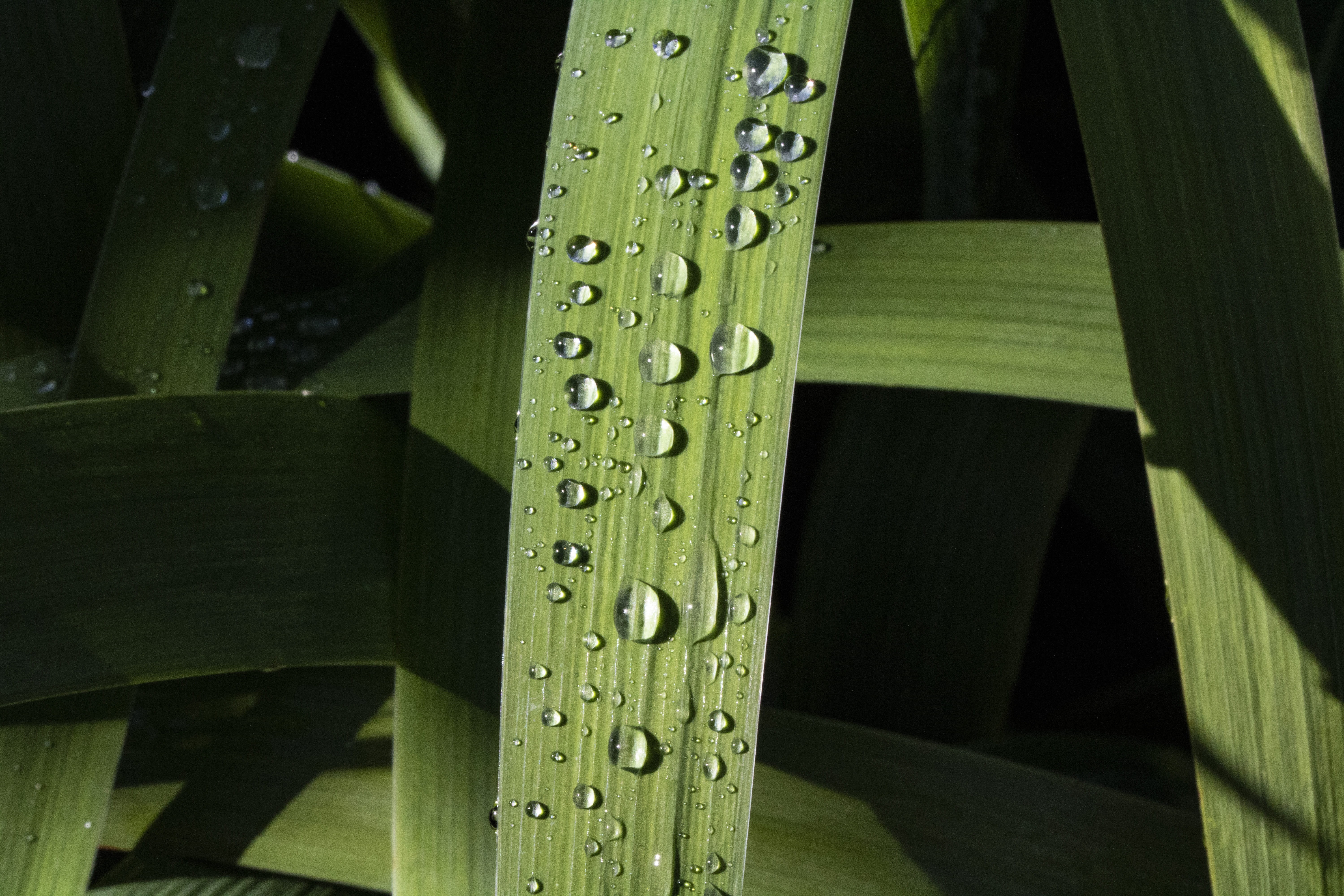 no people, communication, non, safety, raindrops, growth, outdoors, grass, security, trickle, close-up, wood - material, nature, 5K, text, connection, HD Wallpaper