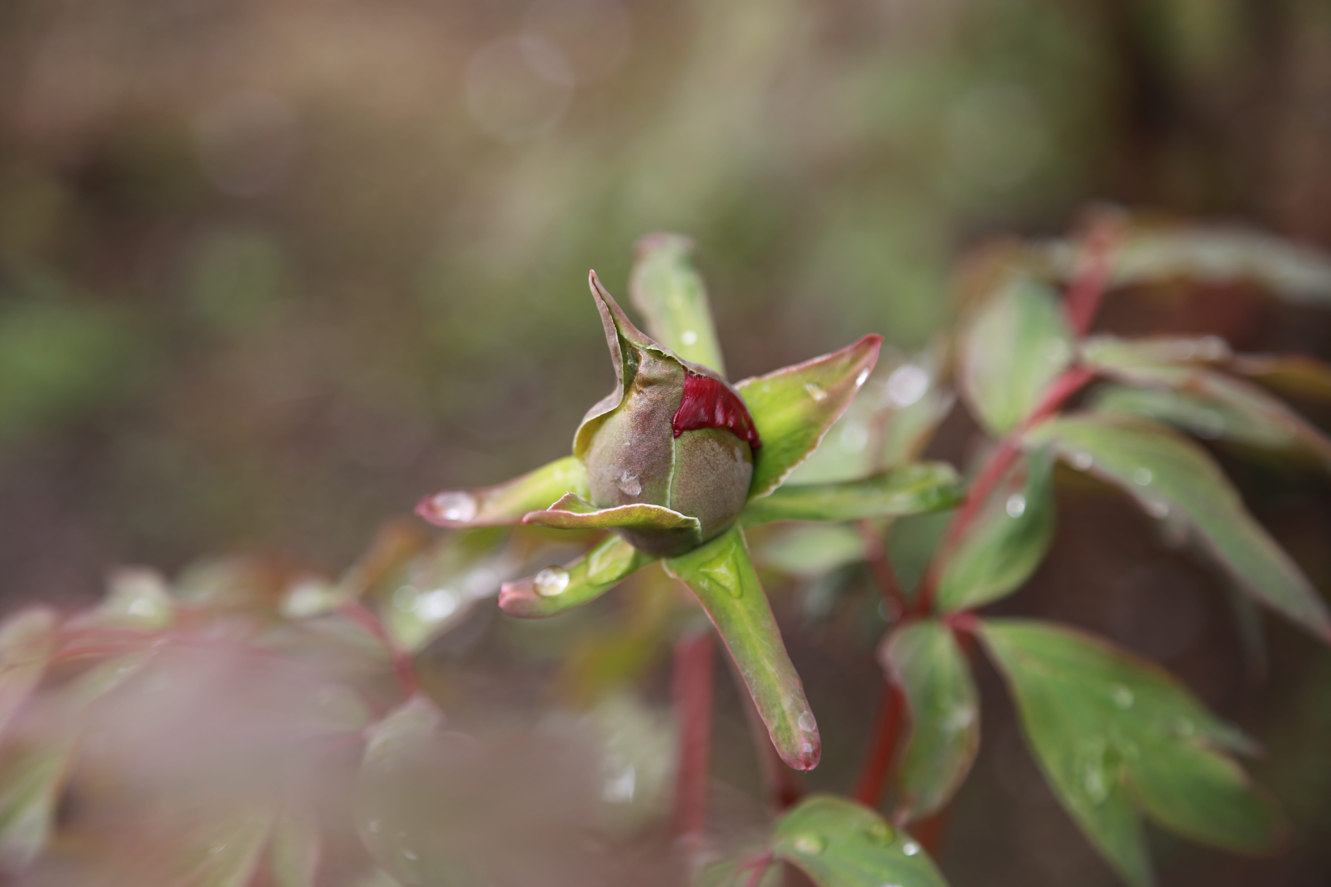 day, growth, beauty in nature, outdoors, flowers, animal, plant part, buds, insect, plants, green color, leaf, selective focus, blossom, one animal, close-up, HD Wallpaper