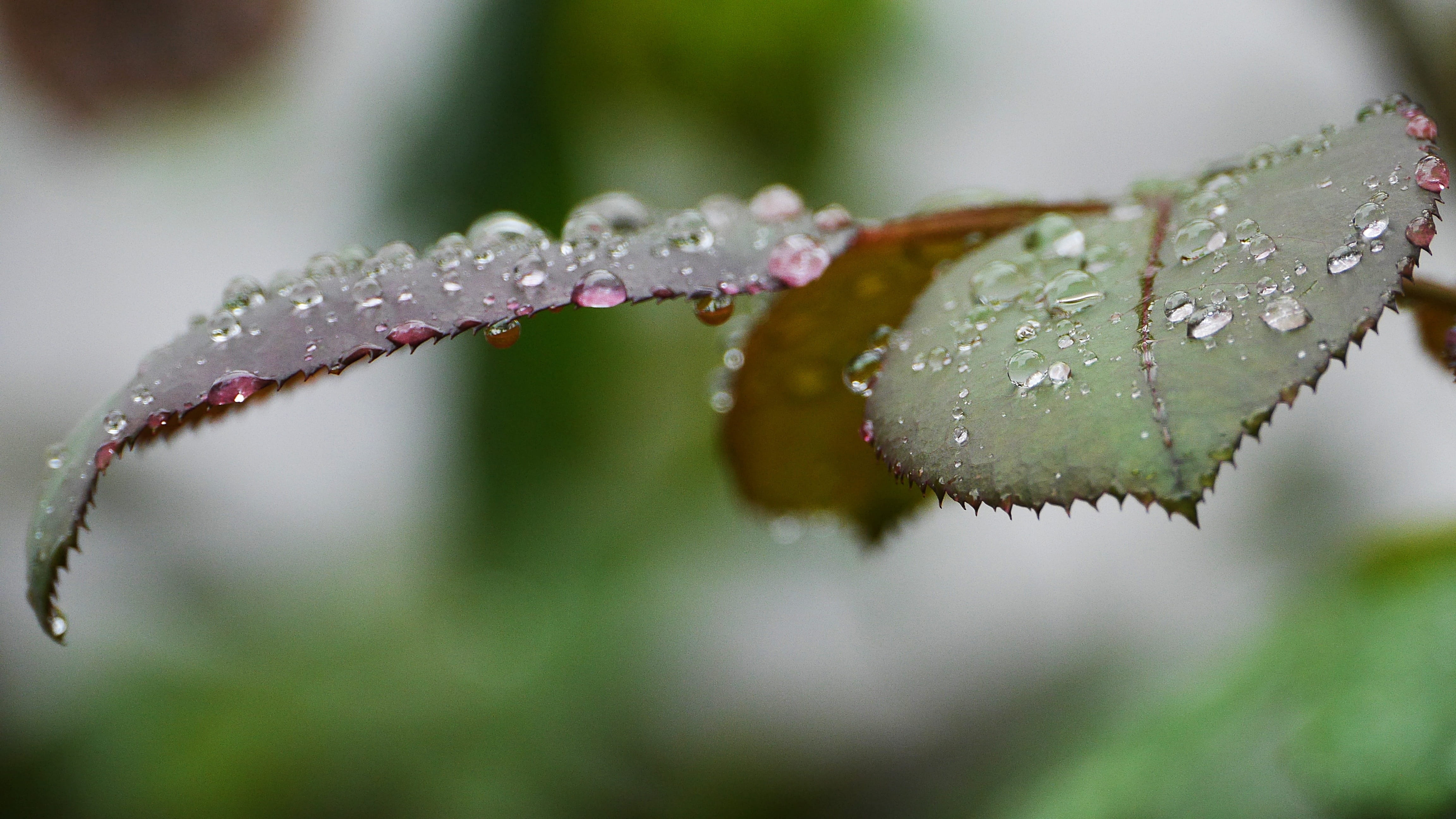 flower, day, korea, fragility, plant, leaf, rain, dew, growth, red, water, plant part, raindrops, freshness, plants, outdoors, autumn, the leaves, close-up, HD Wallpaper