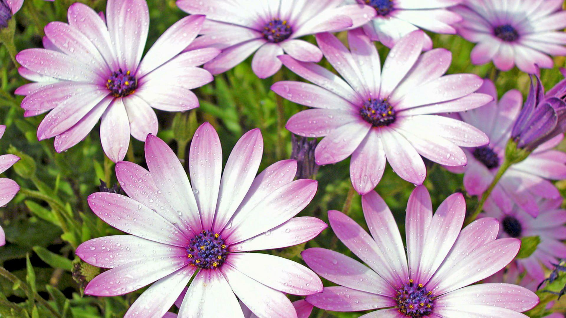 3d and abstract, sprin, purple, 1080P, spring, white, pink, blossoms, nature, rain, flower, HD Wallpaper