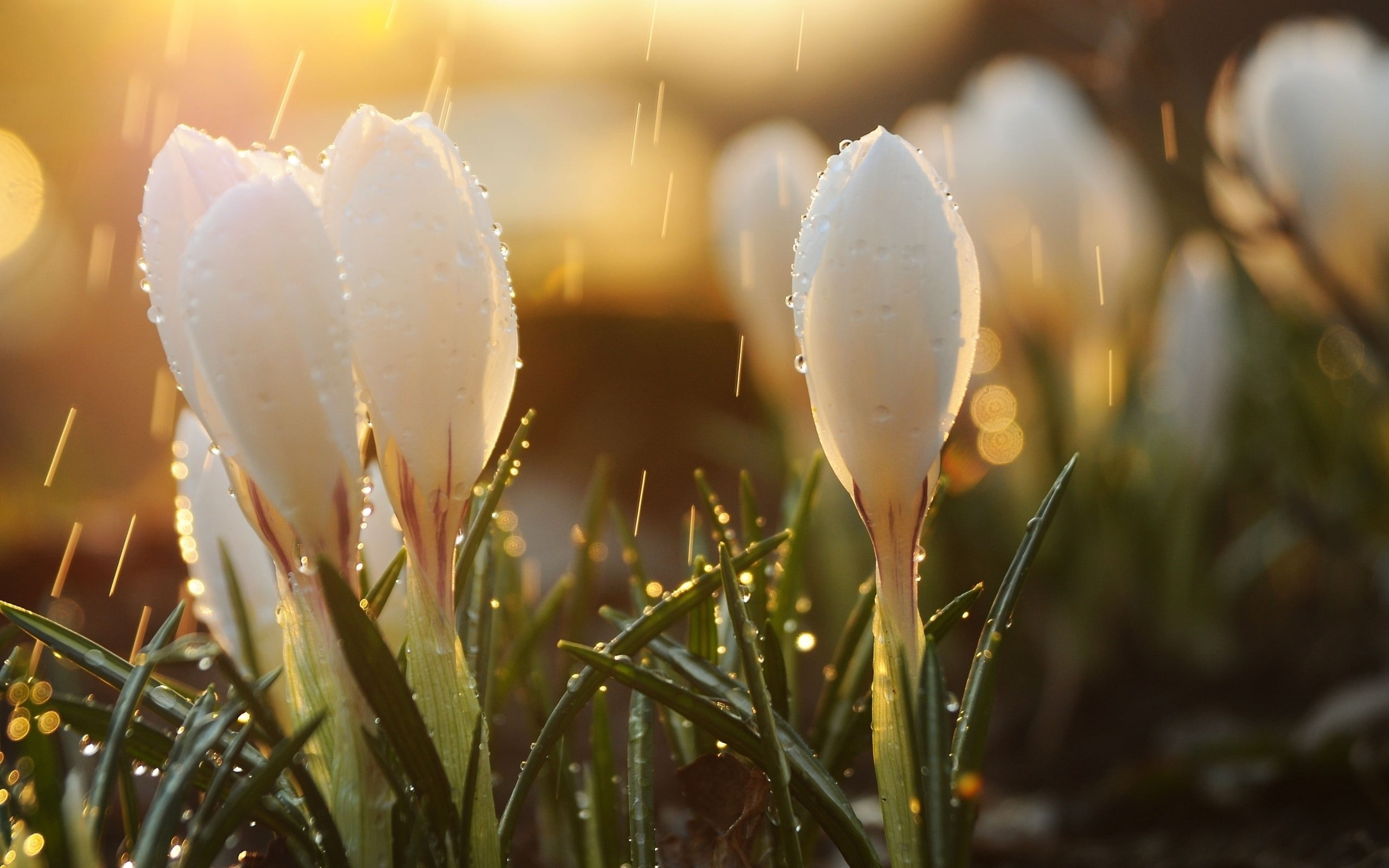 water drops, flowers, plants, macro, spring, rain, sunlight, 2K, depth of field, nature, HD Wallpaper