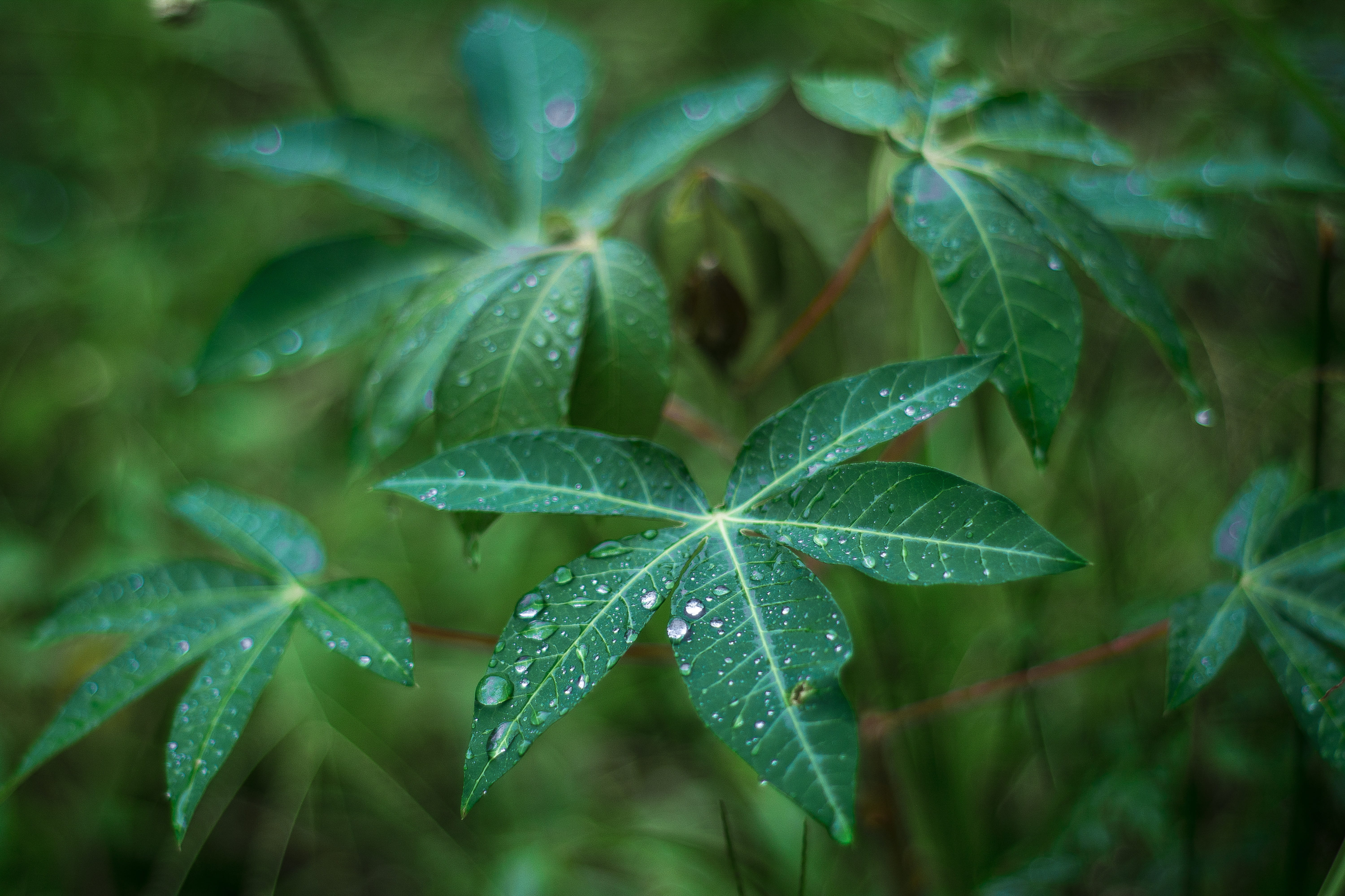 spring, nature, outdoors, drops, fragility, drop, beauty in nature, green color, day, flower, cold, growth, grass, plant part, summer, flowers, foliage, HD Wallpaper