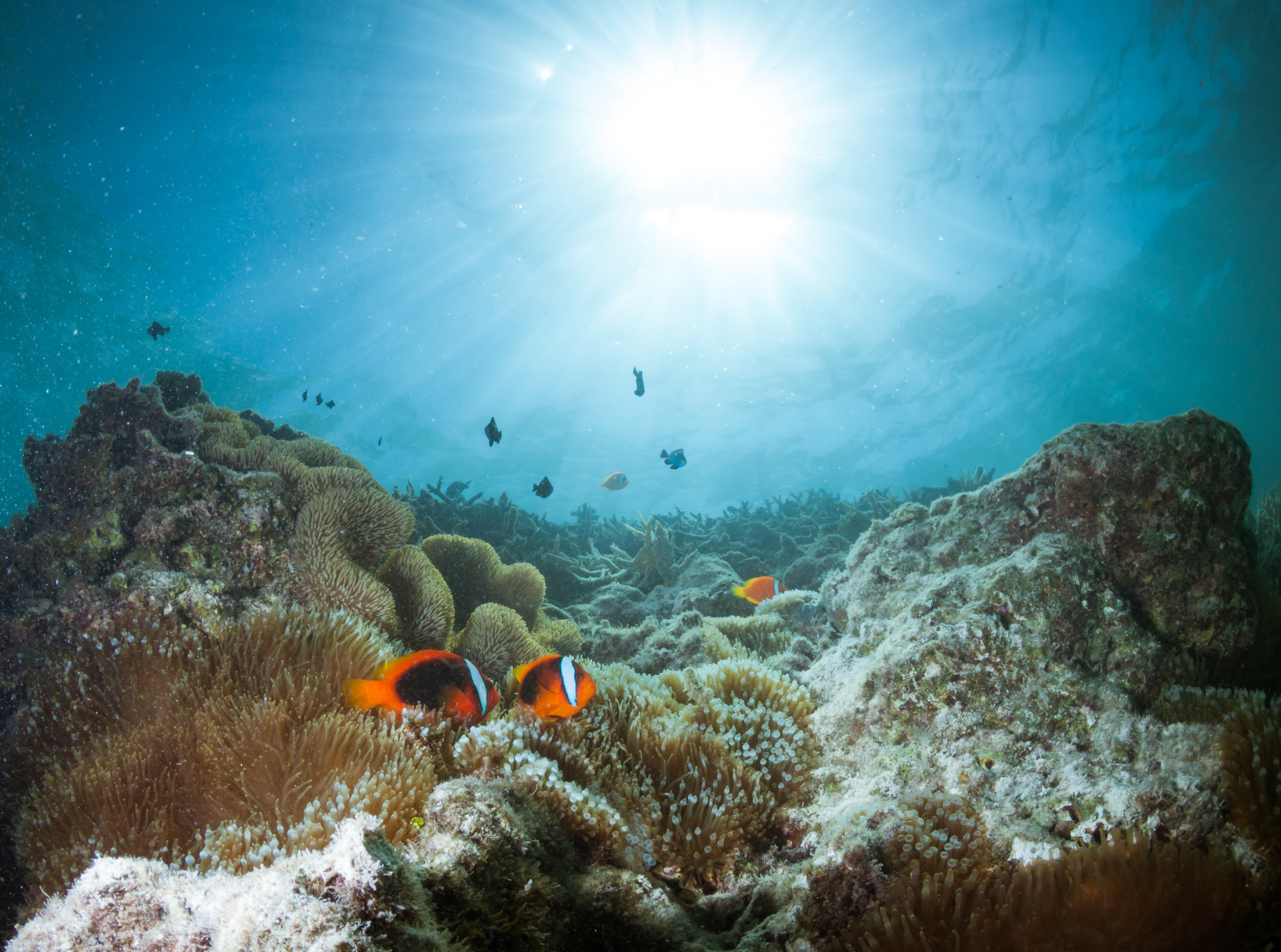 ecosystem, outdoors, Blue, clown, beauty in nature, no people, Asia, group of animals, 4K, nature, Tropical, Waterscape, Coral, Vacation, vertebrate, swimming, HD Wallpaper