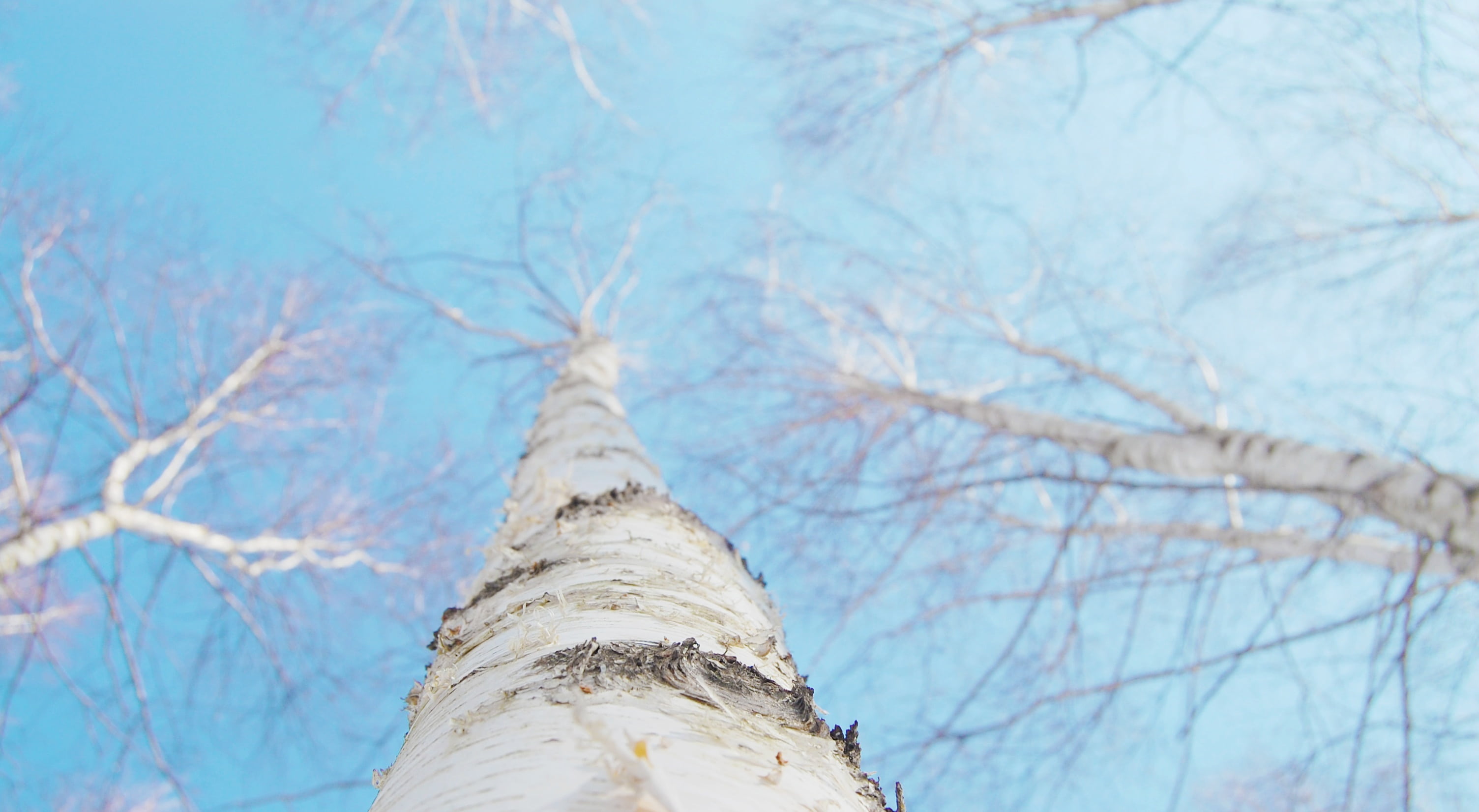 winter, close-up, textured, gangwon do, twig, hem, plant, plant bark, background, birch, sky, eggplant, low angle view, nature, white, bark, directly below, HD Wallpaper