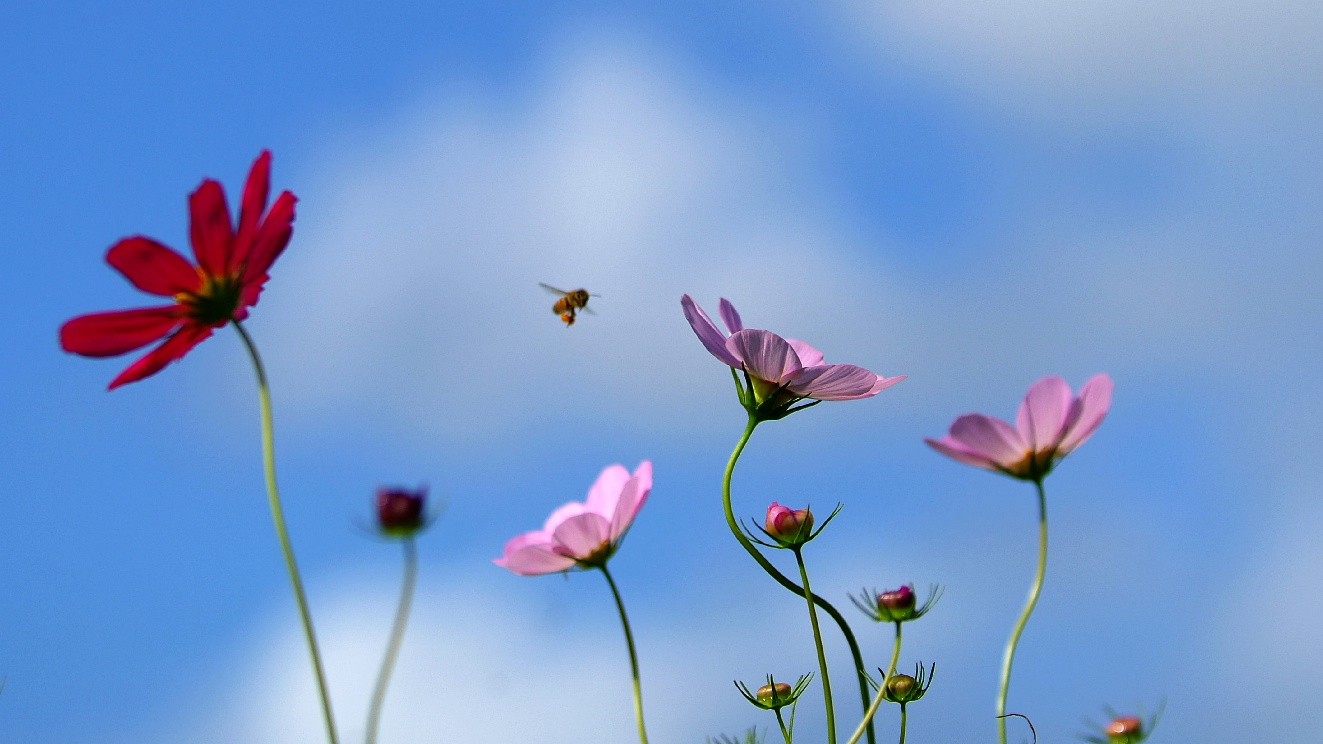 bud, freshness, pink color, color, no people, outdoors, flower head, korea, blue, focus on foreground, petal, shape, season them, plants, plant, flowers, HD Wallpaper