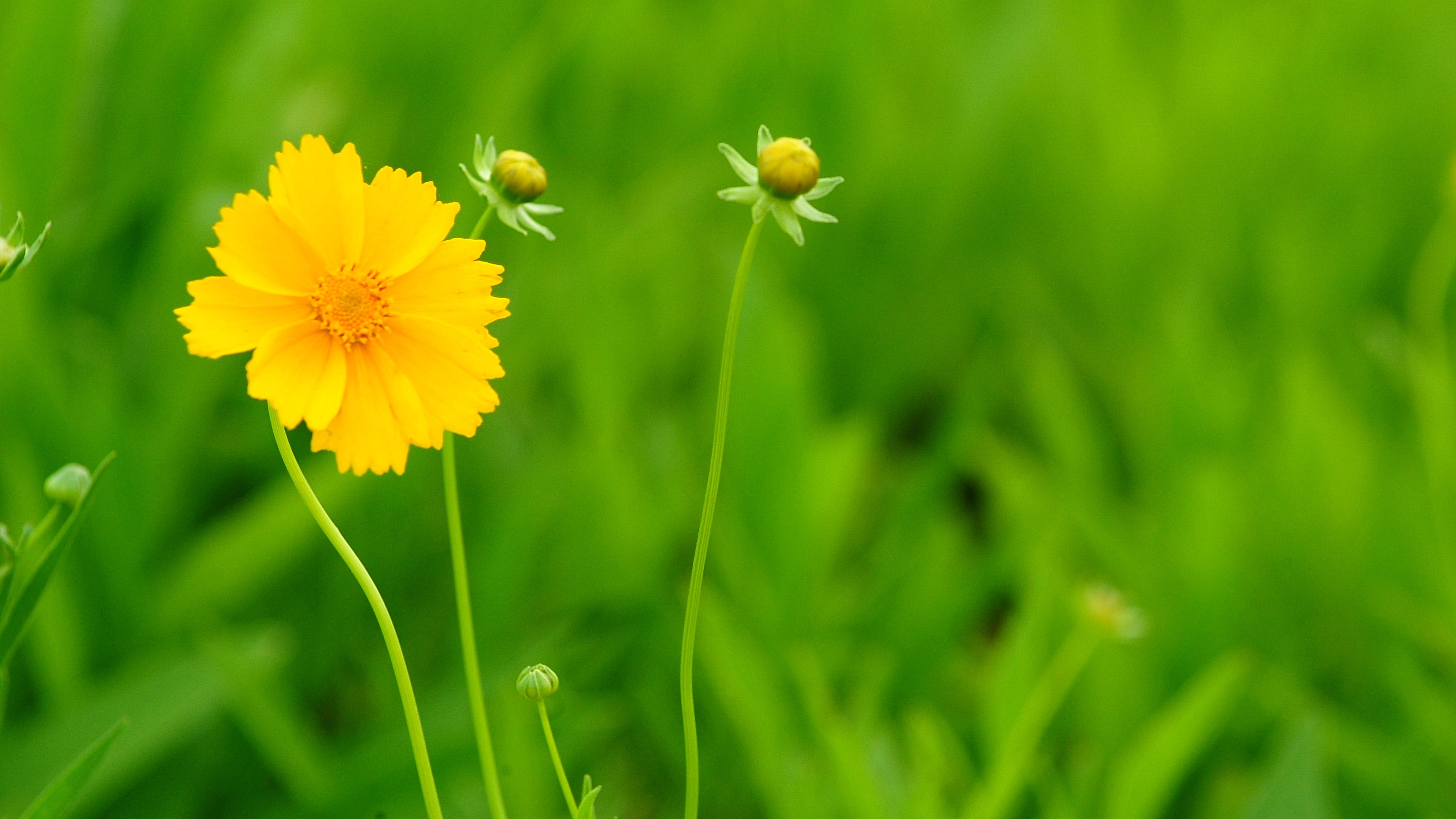 blade of grass, plants, color, no people, yellow, garden, green color, flower head, plant stem, growth, close-up, flowering plant, petal, season them, flower, HD Wallpaper