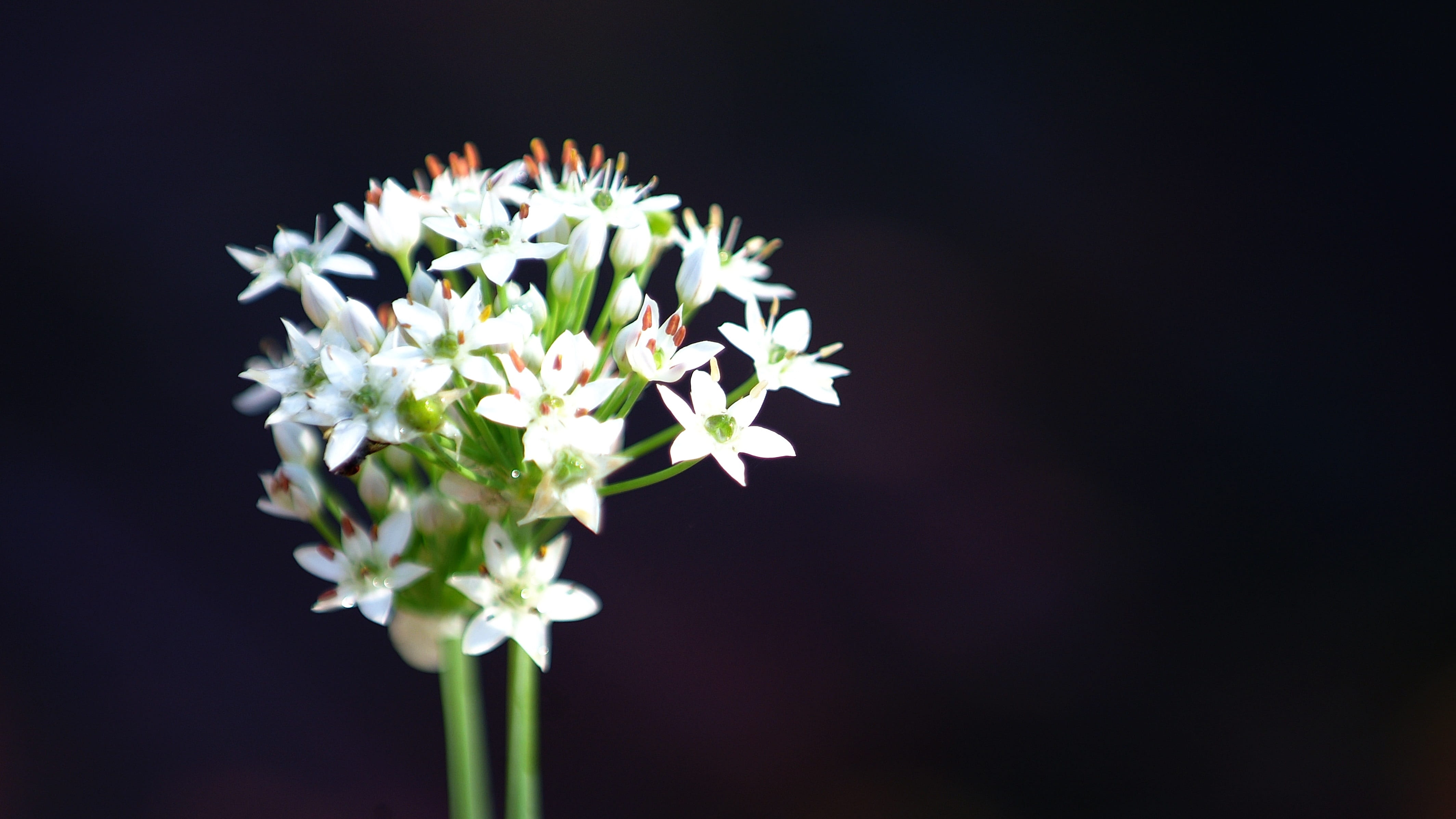 bunch of flowers, black background, shape, this type, korea, beauty in nature, indoors, flowers, bouquet, nature, petal, studio shot, flower arrangement, HD Wallpaper