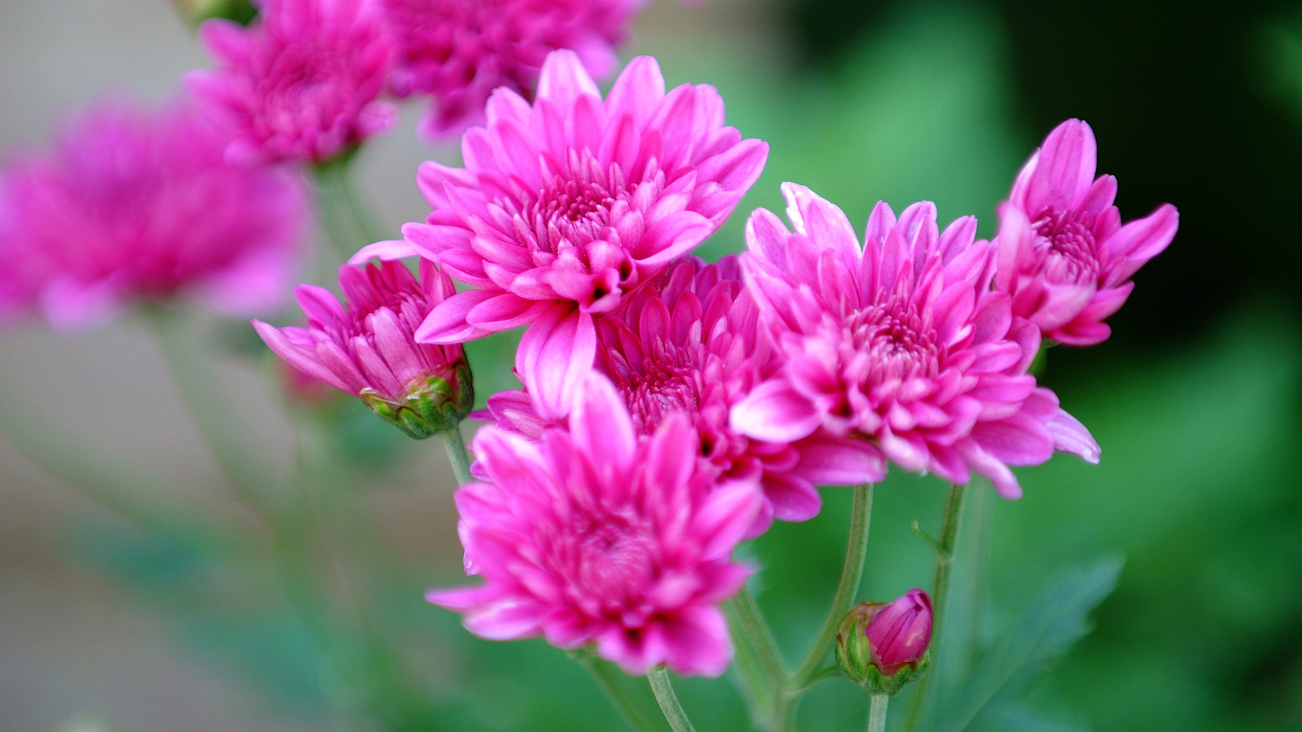 beauty in nature, flower, close-up, outdoors, focus on foreground, flowering plant, flower head, this type, korea, fragility, color, day, botany, plant, HD Wallpaper
