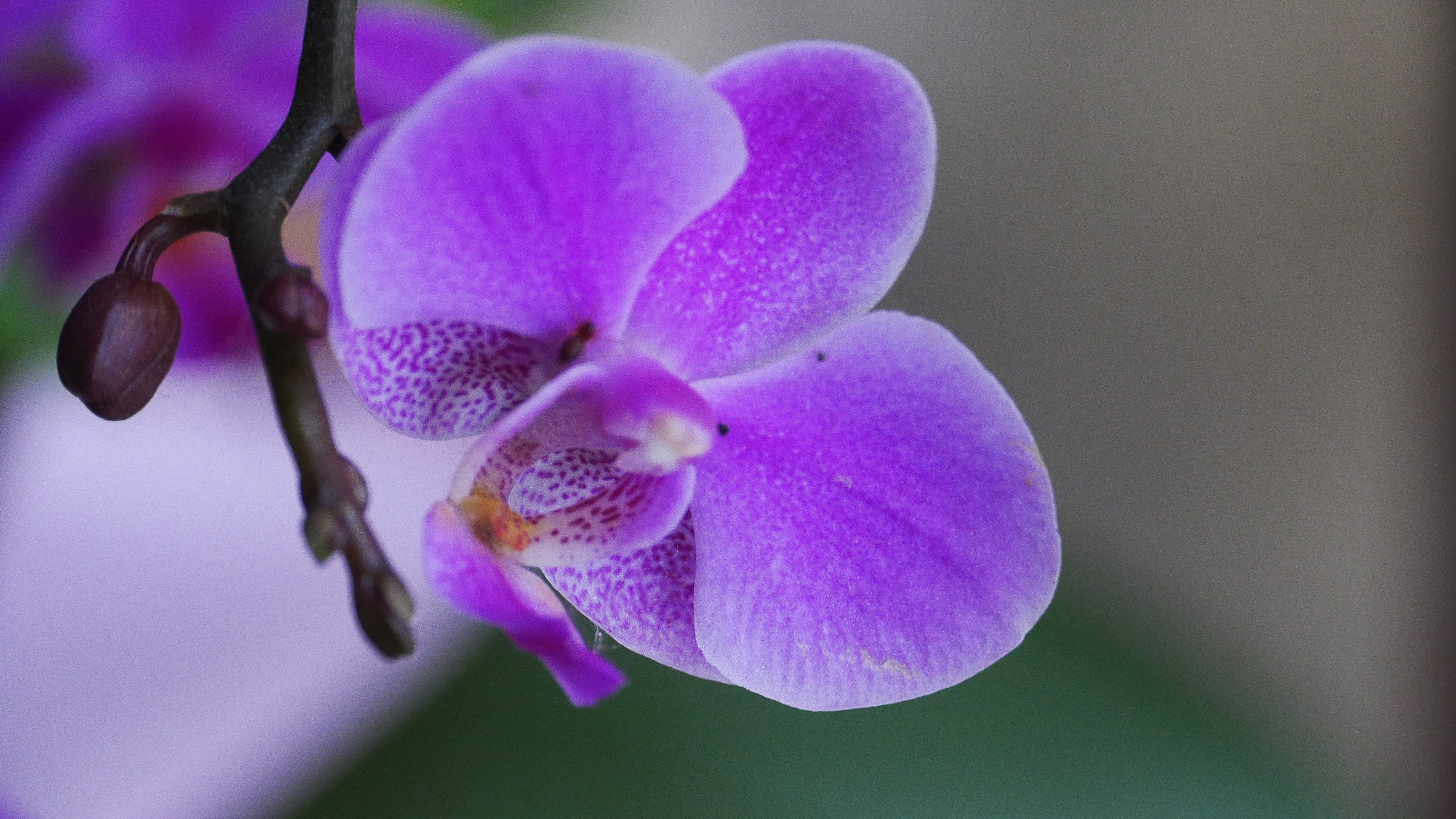close-up, flowering plant, petal, vulnerability, pink, nature, no people, fragility, korea, this type, red, beauty in nature, season, flowers, orchid, focus on foreground, HD Wallpaper