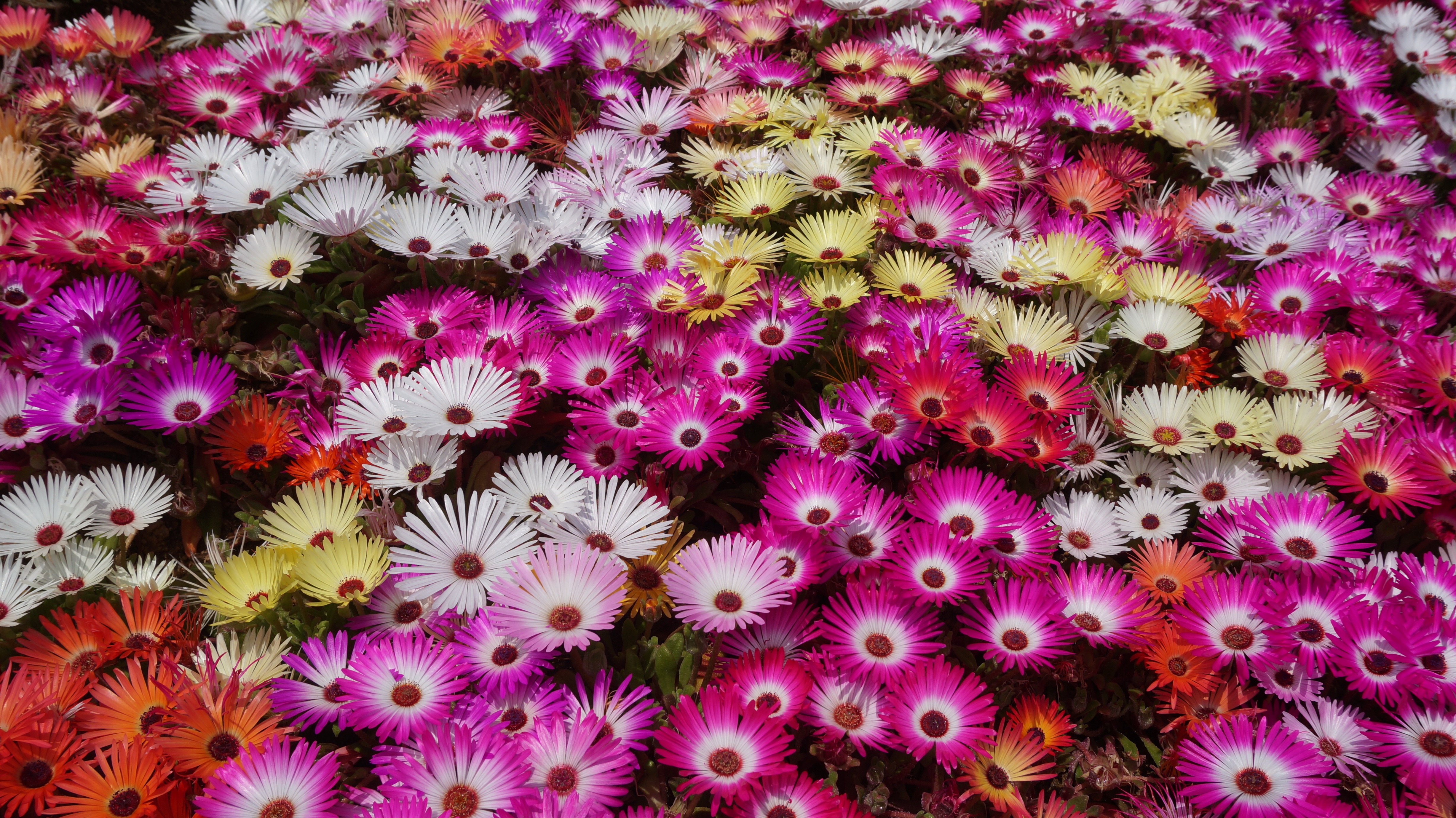 beauty in nature, garden, hwasaham, pink color, livingstone daisy, nature, abundance, no people, plant, fragility, growth, flower, vulnerability, petal, HD Wallpaper