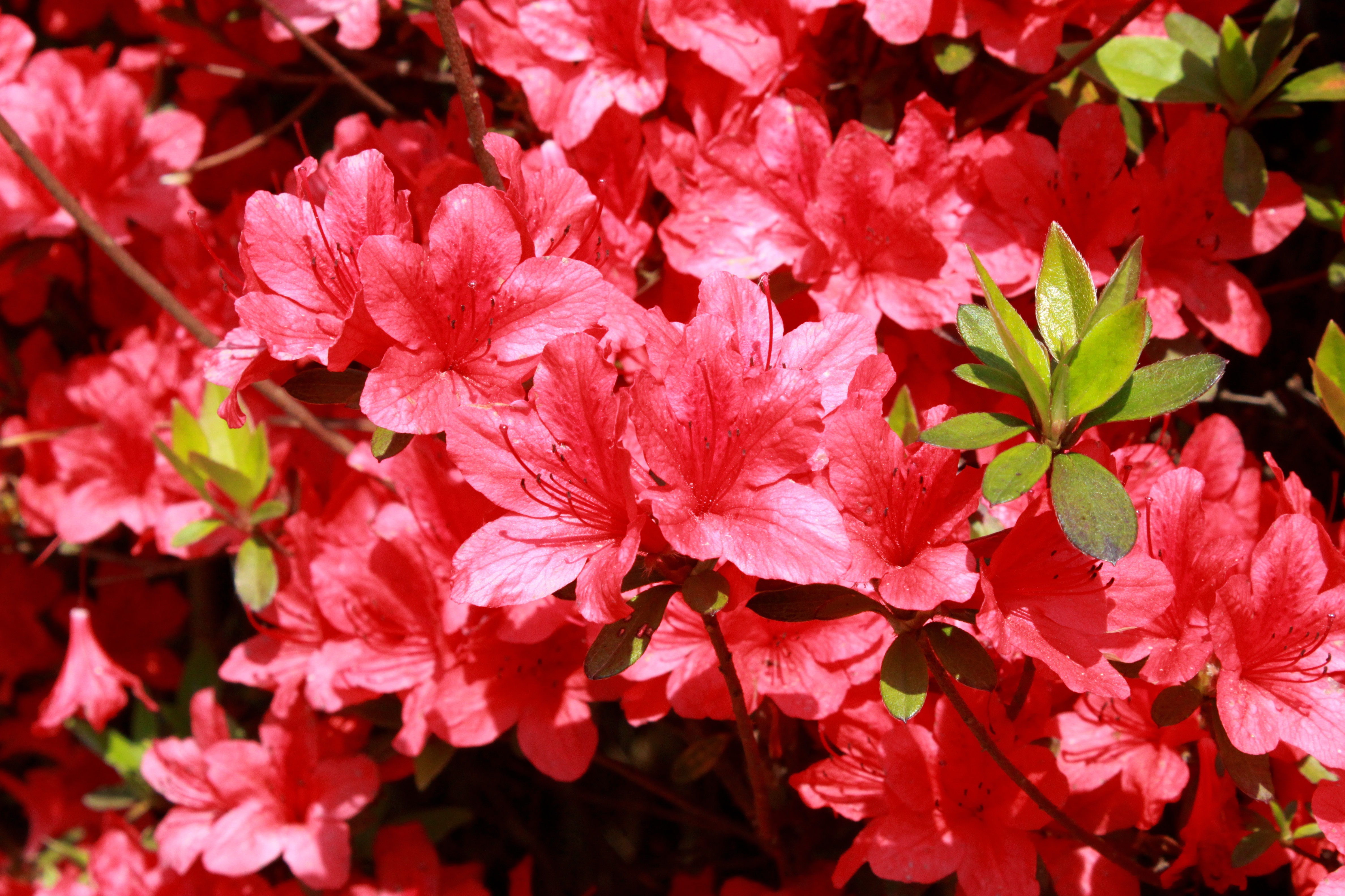 korea, vulnerability, beauty in nature, azalea, red, inflorescence, springtime, beautiful, bunch of flowers, red flowers, flower, growth, flower tree, plants, HD Wallpaper