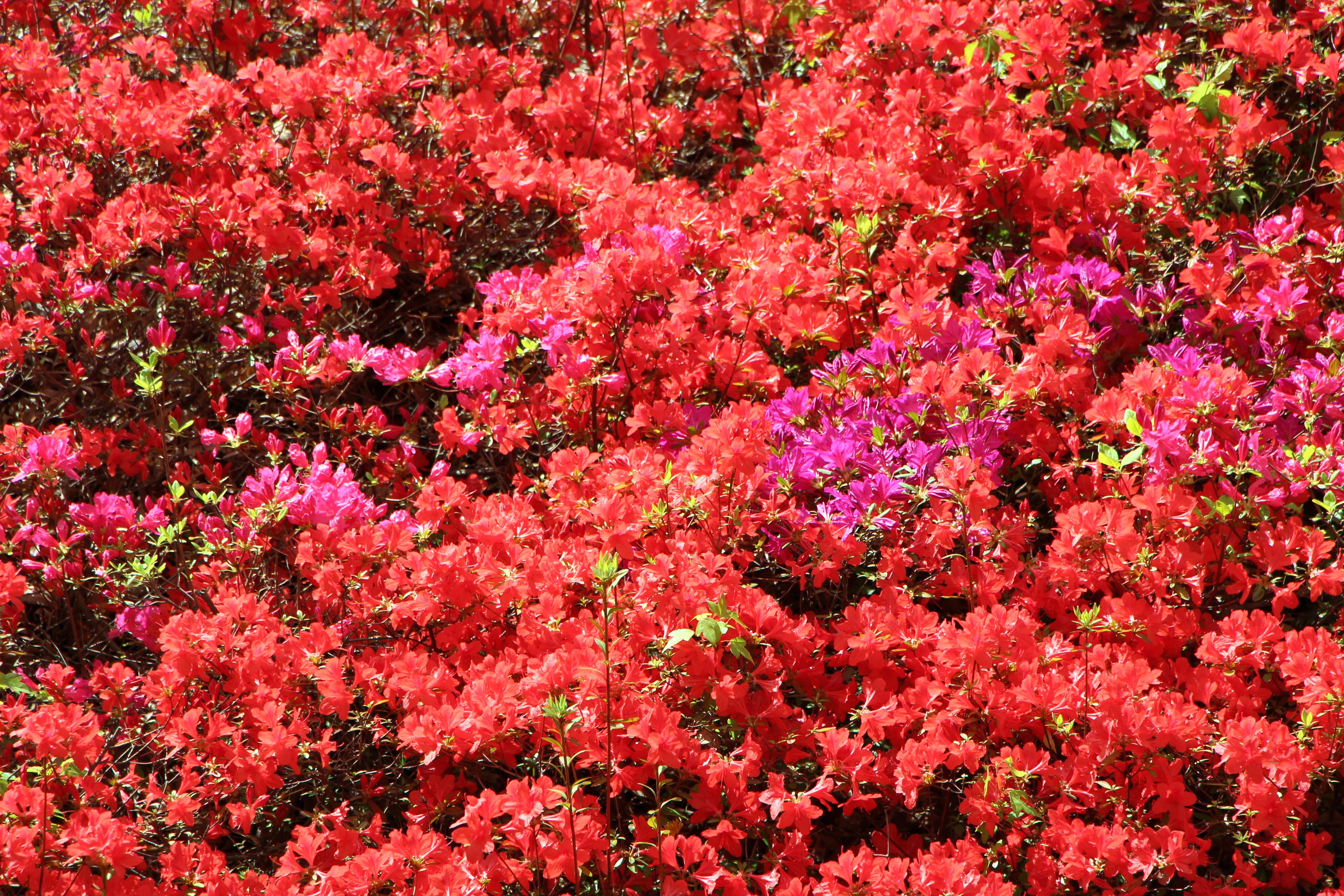 azalea flowers, pink, azalea, flowering plant, no people, growth, botany, 5K, fragility, flower head, pink color, landscape, hwasaham, freshness, april, HD Wallpaper