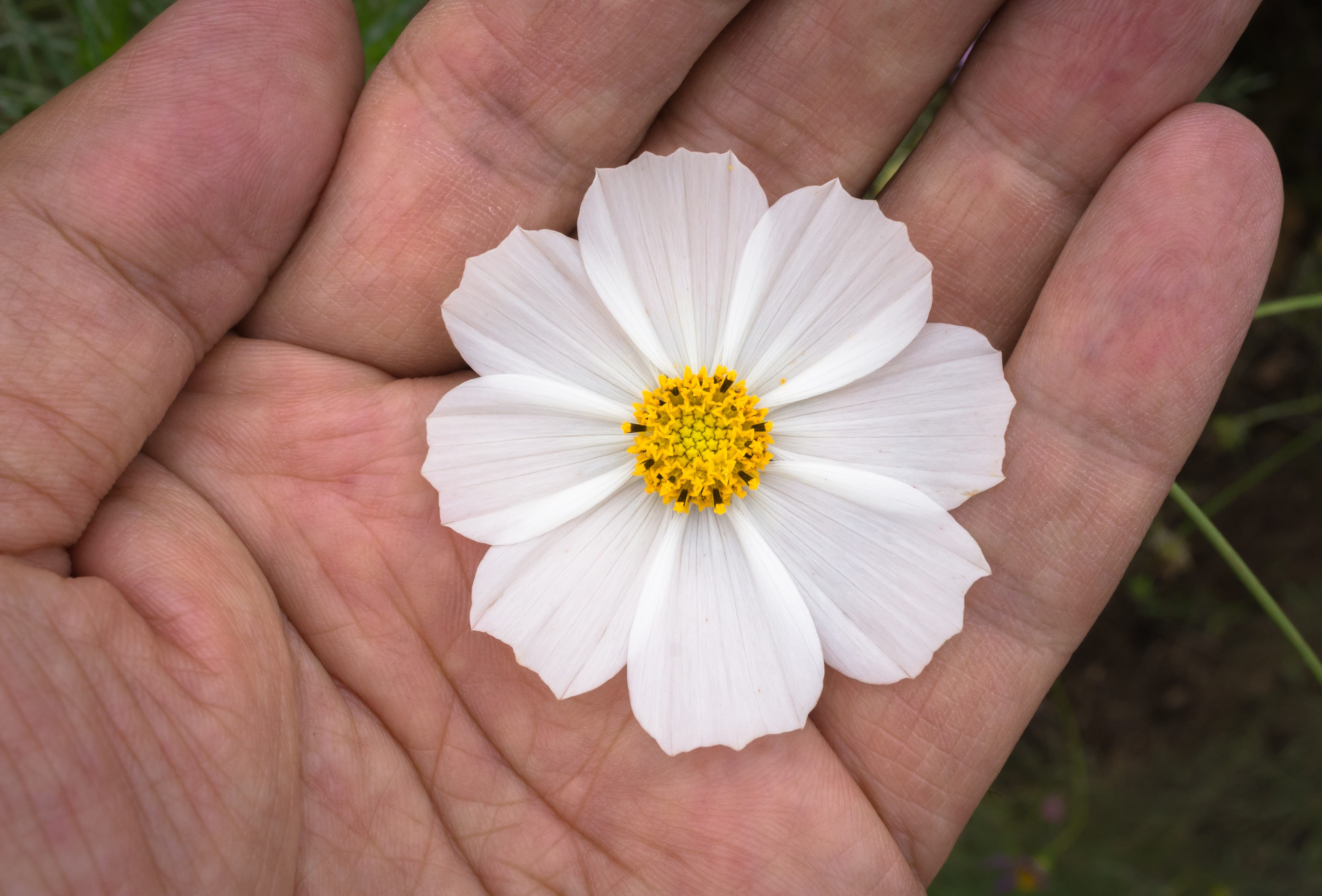 body part, flower gardens, s, flowers, blossom, beautiful, flower horn, flower head, white color, growth, person, flower tree, plants, beauty in nature, HD Wallpaper