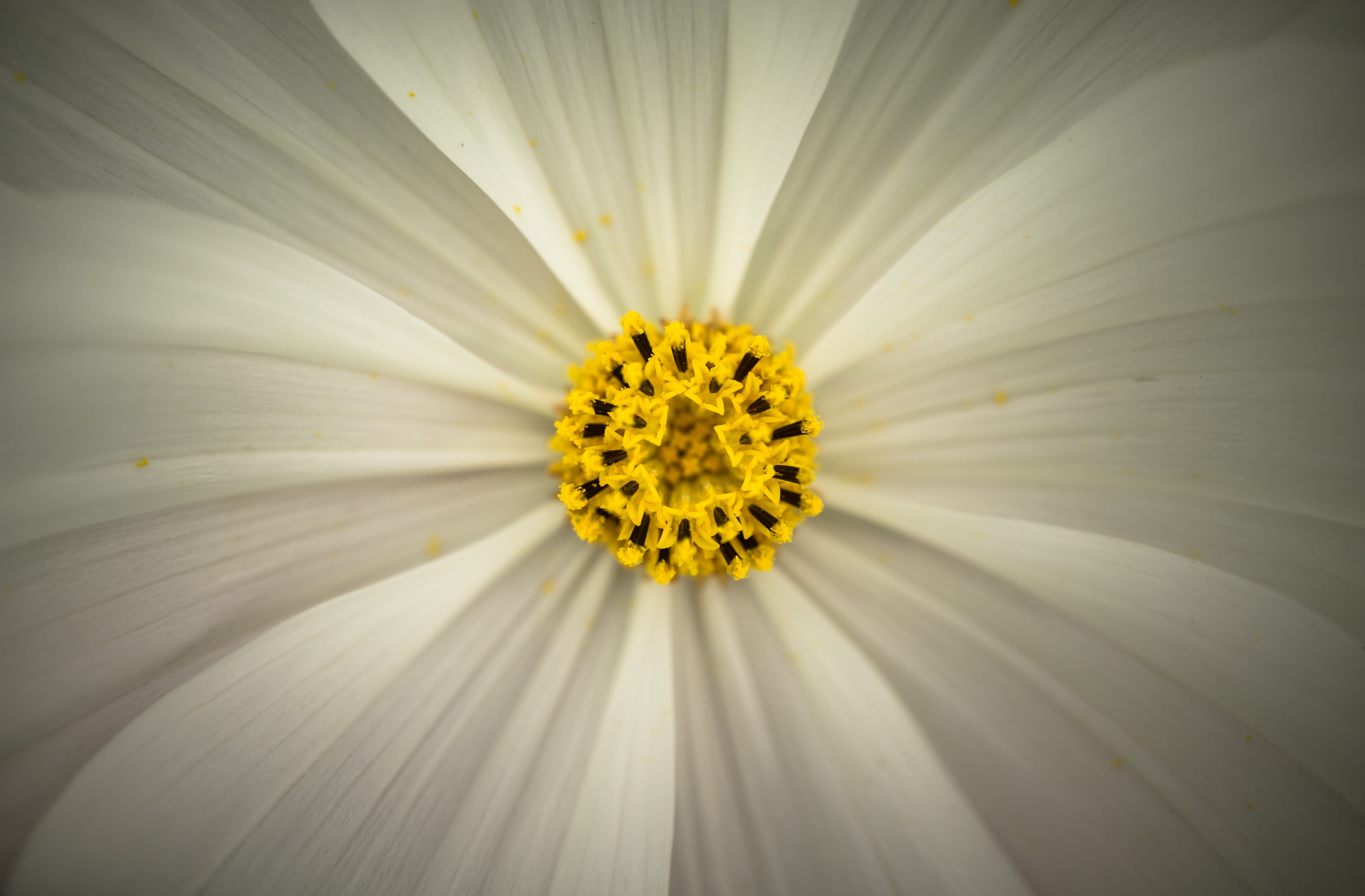bright, blossom, flower head, beauty in nature, flower horn, beauty, plants, fragility, hwasaham, nature, no people, inflorescence, yellow, white, flower tree, HD Wallpaper