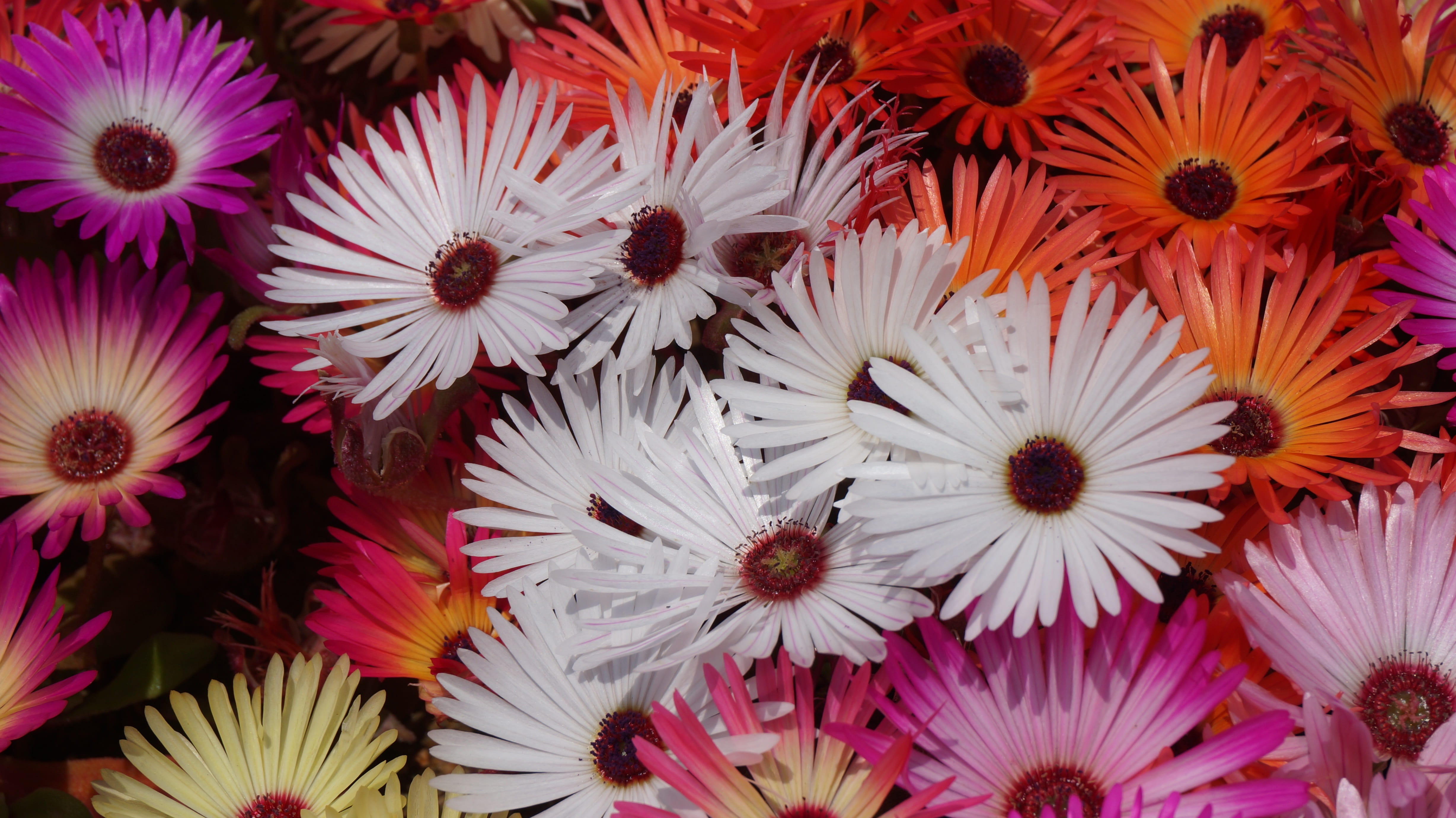 petal, high angle view, plant, full frame, hwasaham, growth, flower head, freshness, inflorescence, pollen, flower, daisy, fragility, no people, outdoors, HD Wallpaper