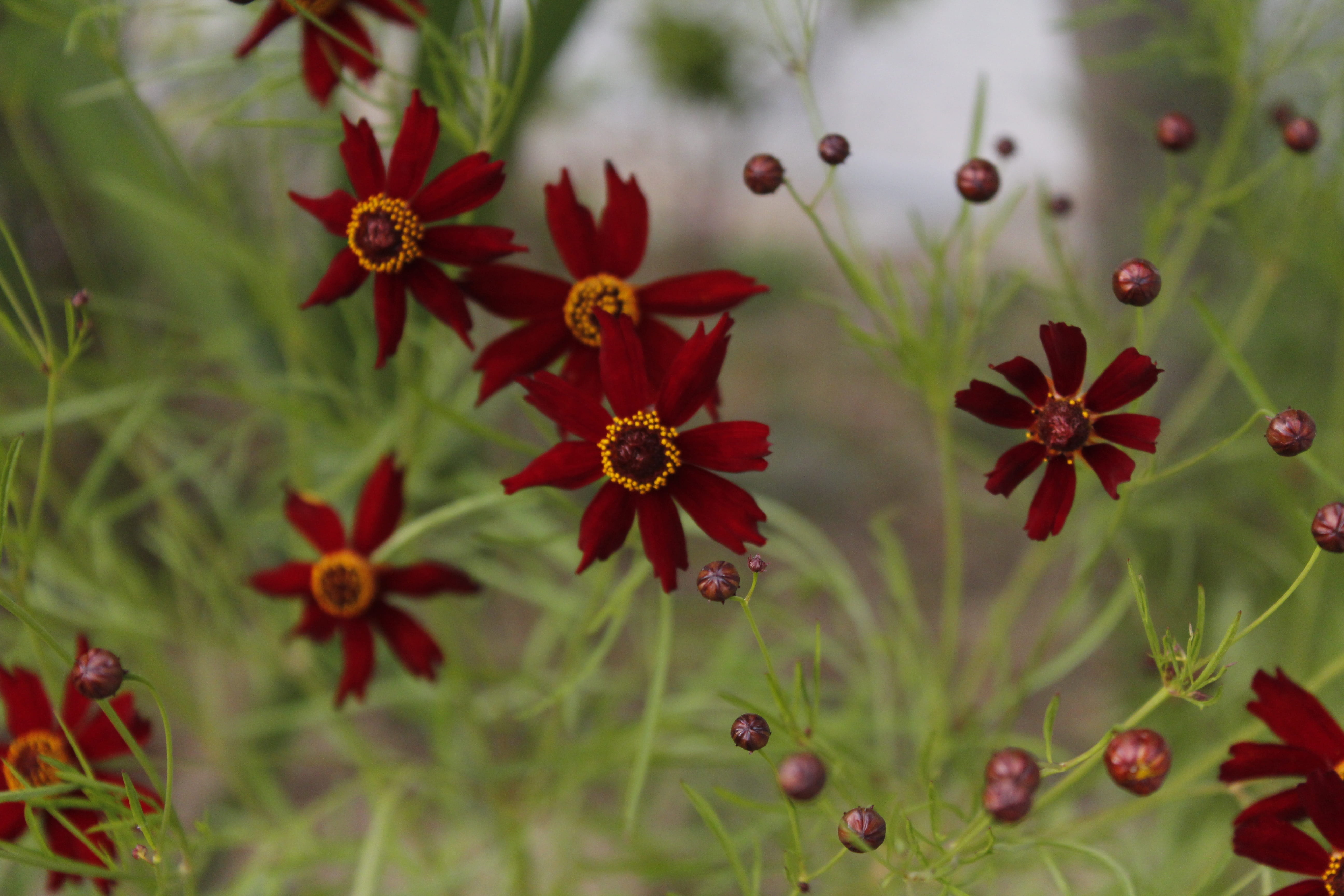 growth, hwasaham, flowers, no people, red flowers, plant, close-up, 5K, autumn, focus on foreground, red, beauty in nature, flower, flower head, summer, HD Wallpaper