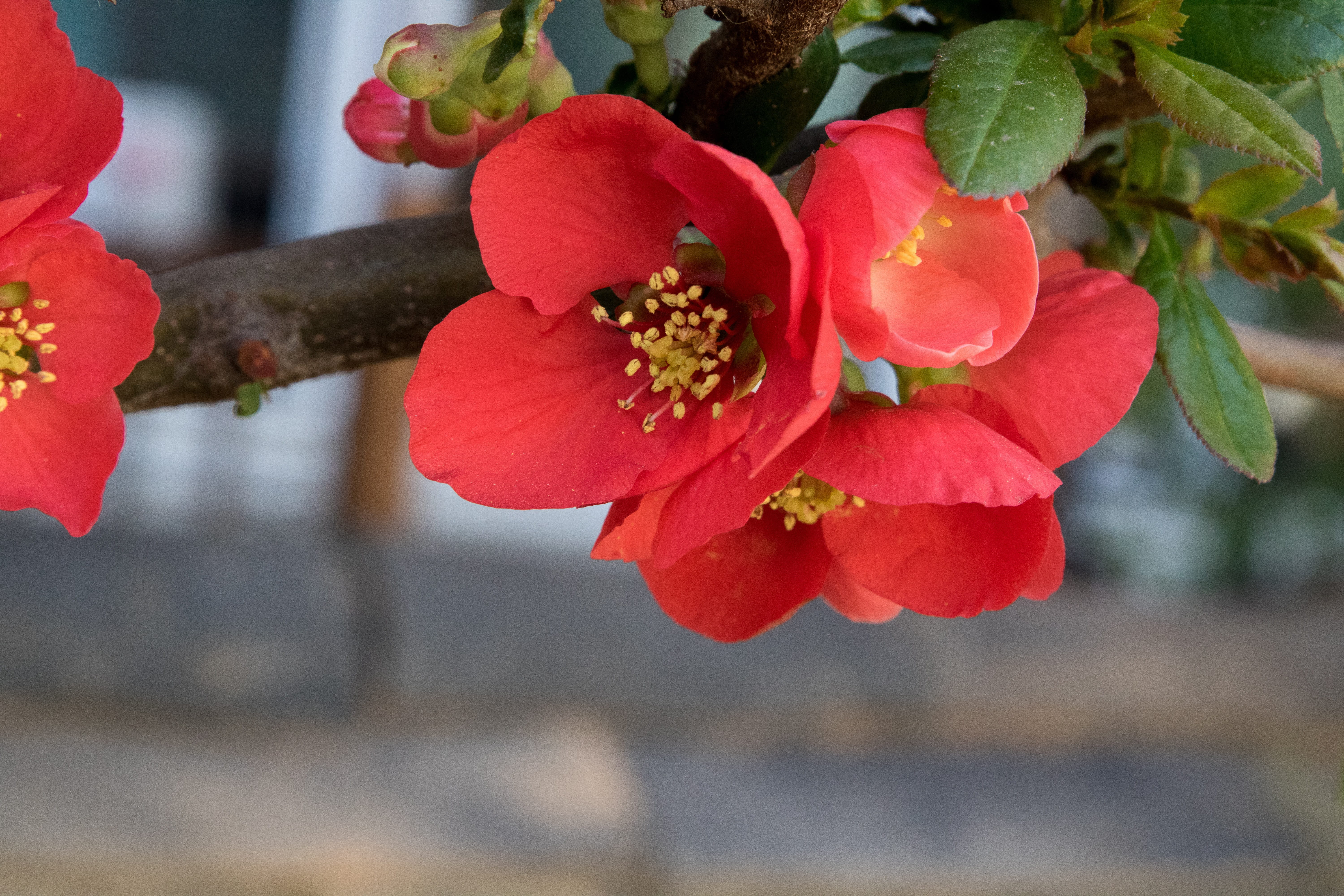 plants, tree, vulnerability, freshness, no people, plant, inflorescence, flower, petal, spring, focus on foreground, red, hwasaham, garden, fragility, flower head, HD Wallpaper
