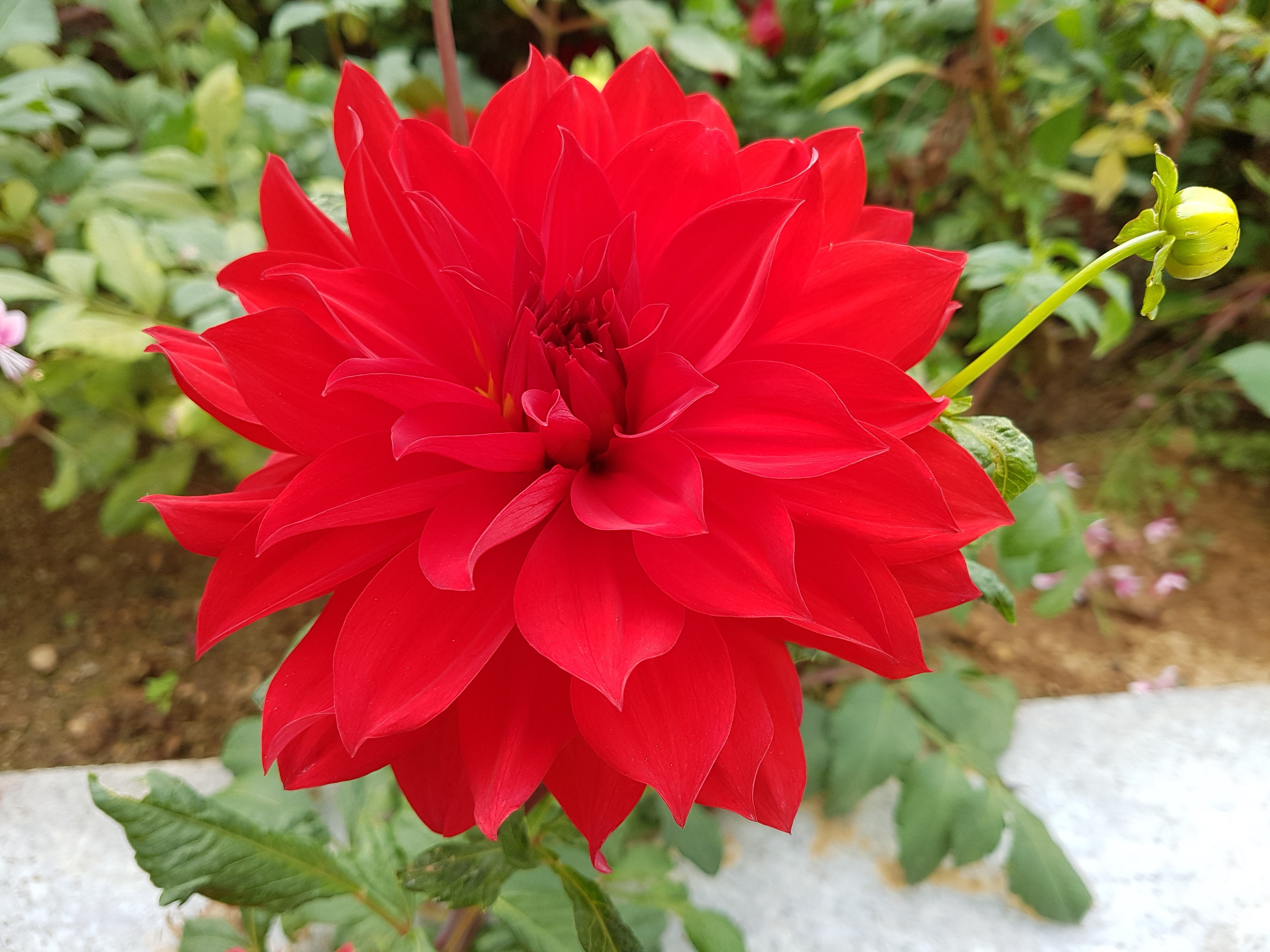 blossom, flowering plant, 4K, fall flowers, beauty in nature, flowers, petal, focus on foreground, fragility, red flowers, beauty, nature, hwasaham, flower head, HD Wallpaper