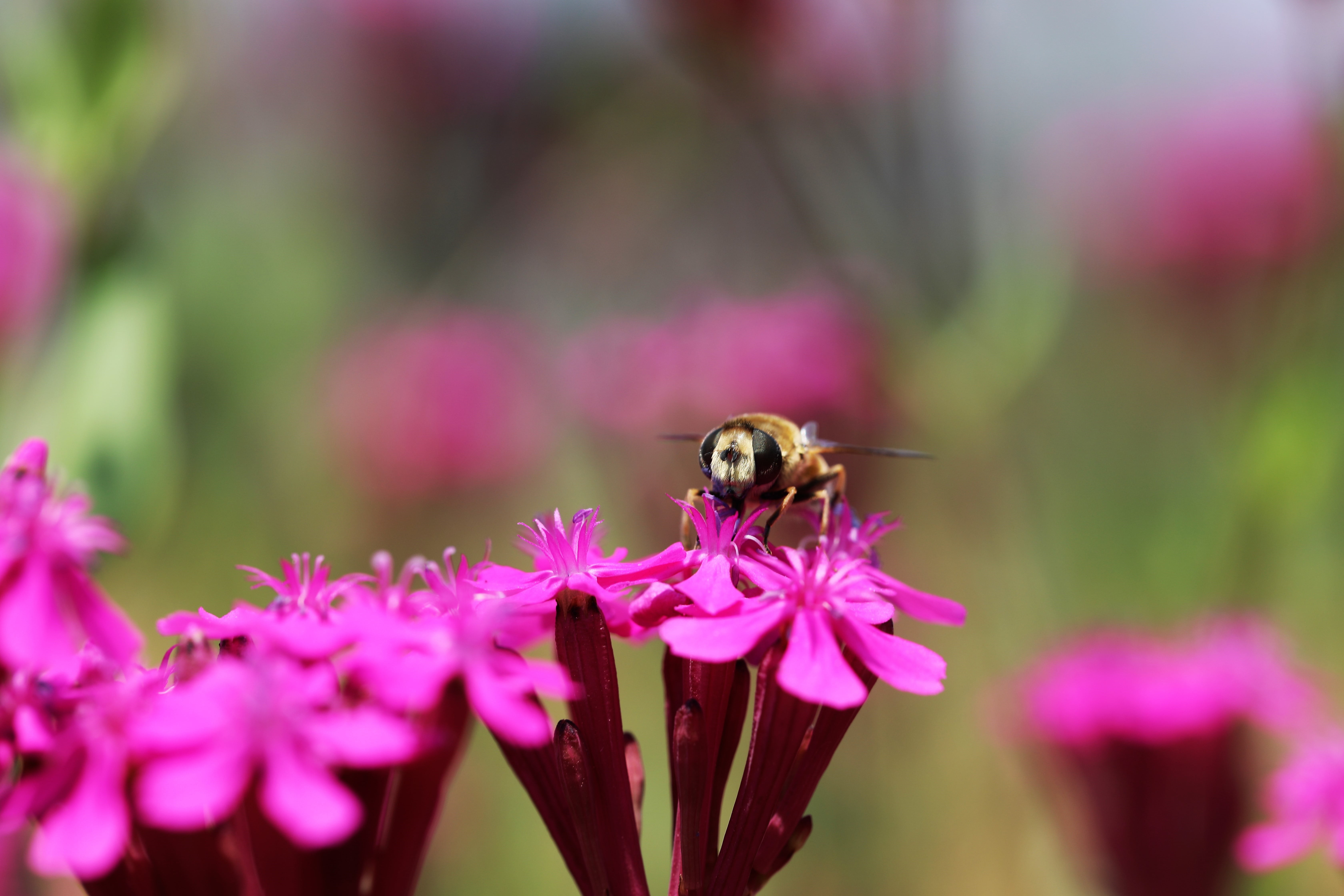 flower, pollination, animal themes, pink color, may, pollen, freshness, 5K, hwasaham, purple, flower head, one animal, plants, petal, fragility, bumblebee, HD Wallpaper