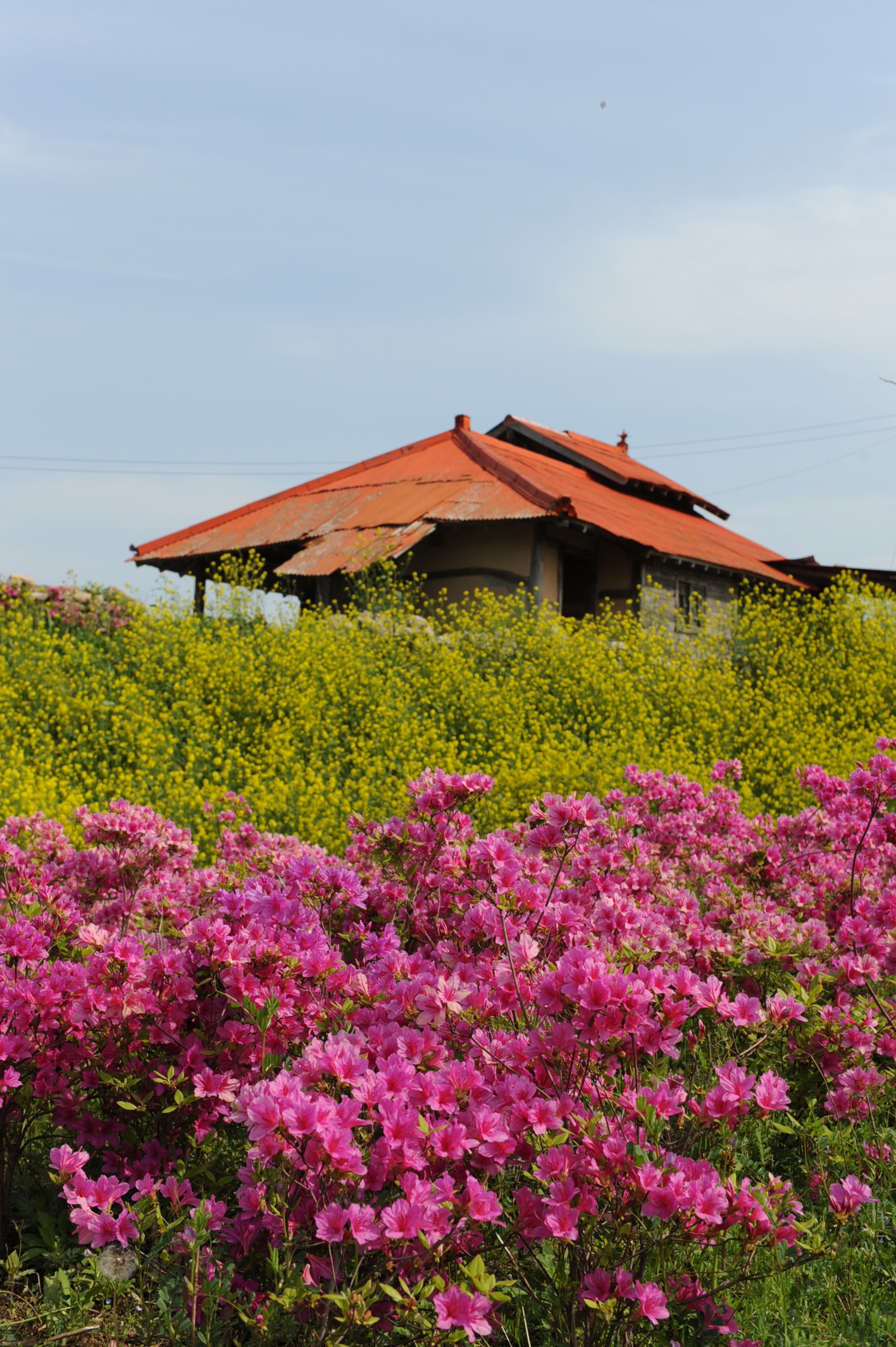 flower, beyond the years, 1080P, flowering plant, building exterior, changxing, architecture, beauty in nature, plant, growth, seasonal, hwasaham, outdoors, Phone HD Wallpaper