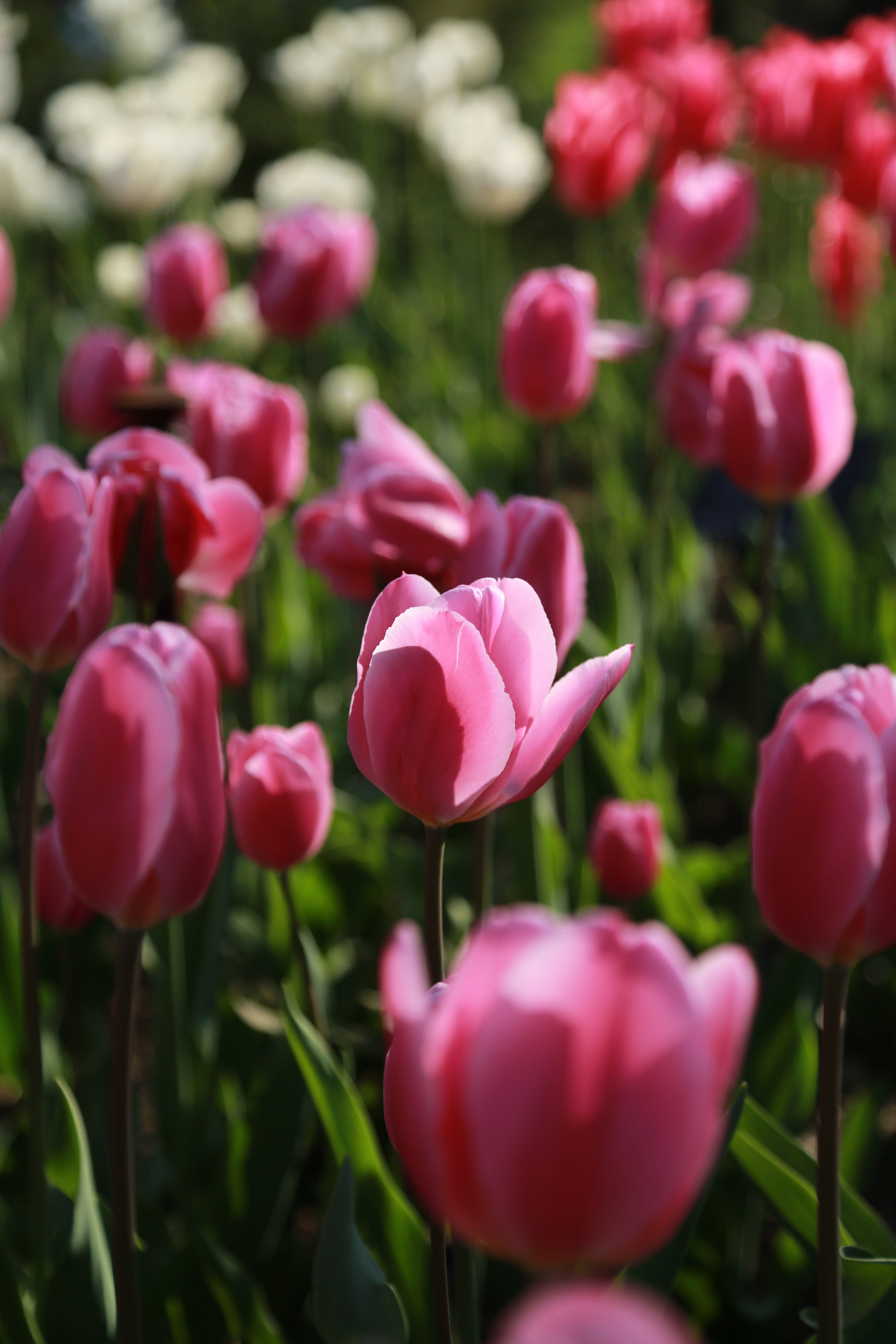 park, day, blossom, plant stem, april, beauty in nature, affix, flower, spring, petal, garden, field, flowering, springtime, plant, flowers, growth, leaf, Phone HD Wallpaper